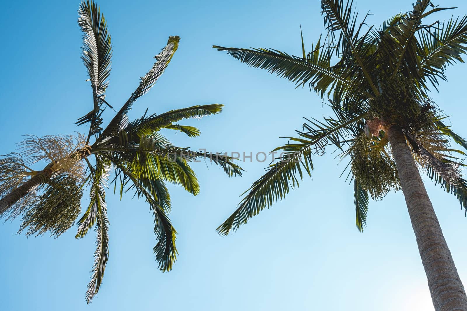 A low view from two palmtrees with a blue sky in the background. Ribeirao Pires, SP, Brazil.