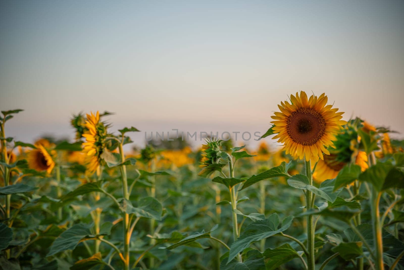 Field sunflowers in the warm light of the setting sun. Summer time. Concept agriculture oil production growing