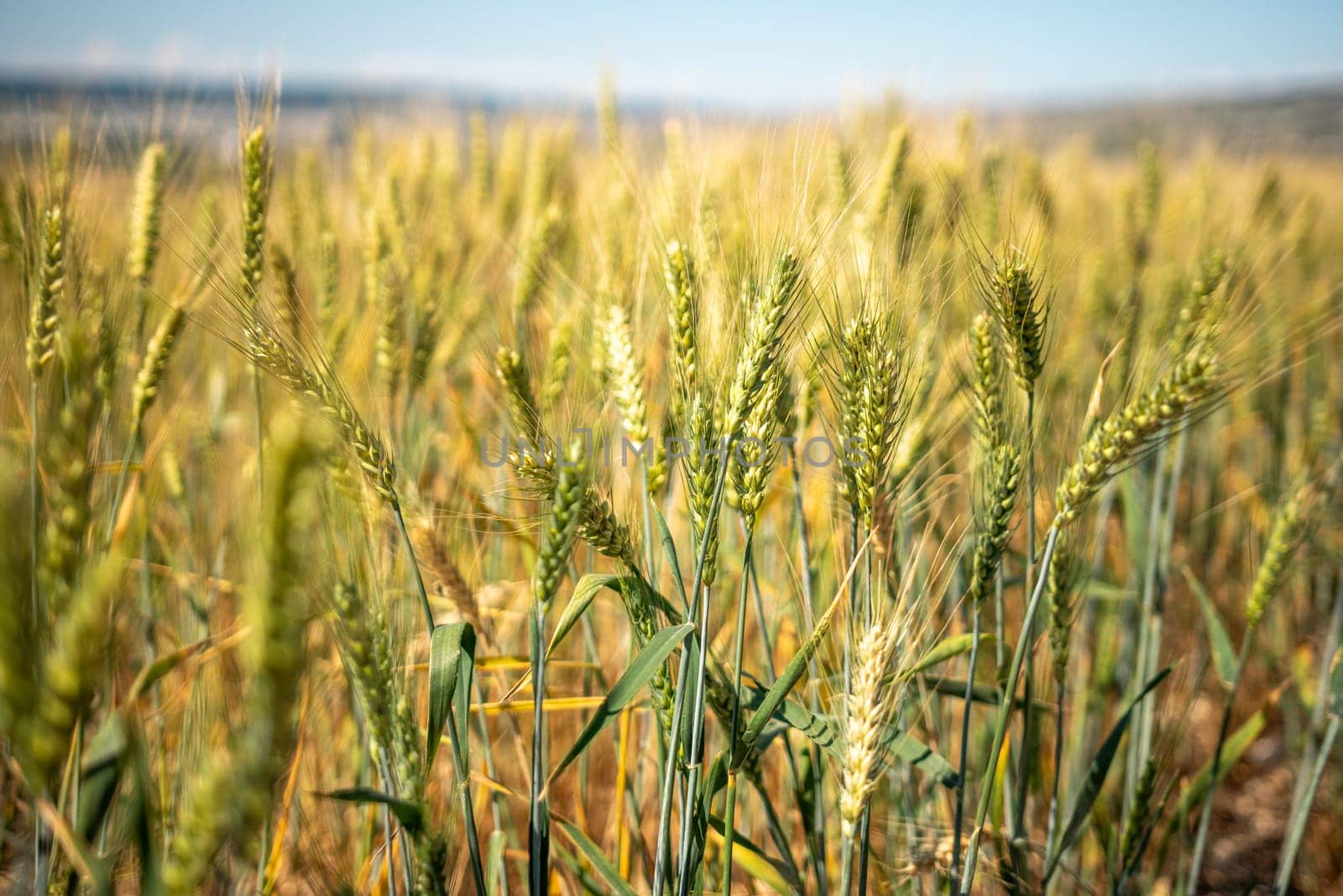 A field of wheat is shown in the image, with the sun shining brightly on the golden crop. The field is vast and stretches out in all directions, creating a sense of openness and abundance