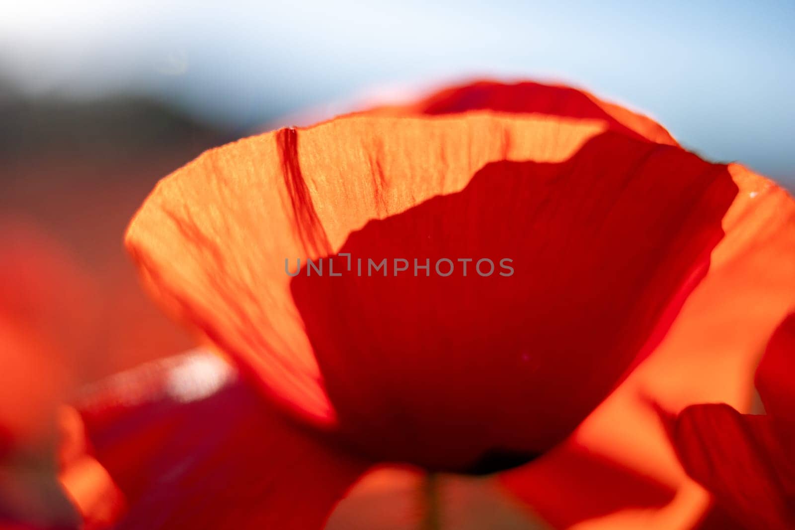 A close-up of a red poppy flower with delicate petals, the background blurred. The image focuses on the flower's beauty and intricate detail.