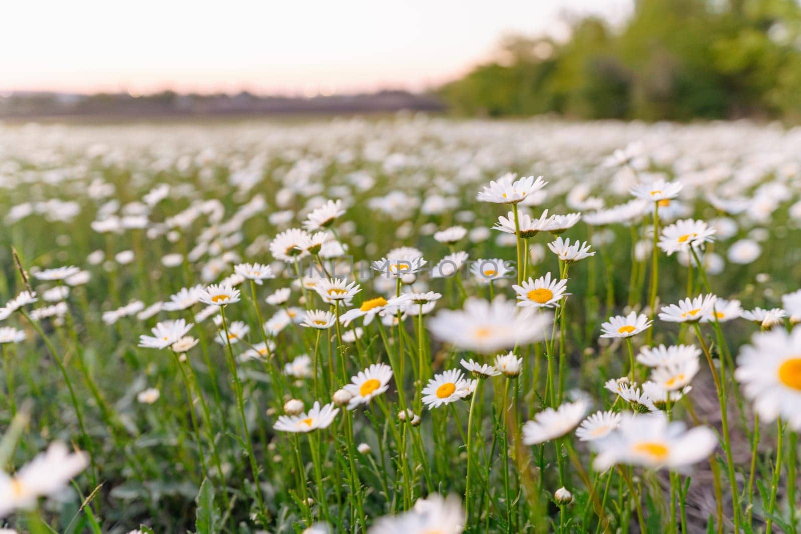 A field of white daisies with yellow centers. The flowers are scattered throughout the field, with some closer to the foreground and others further back. The scene is peaceful and serene