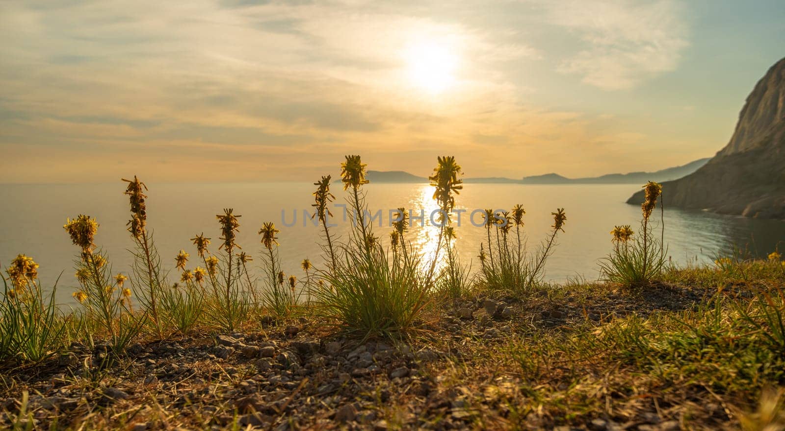 A beautiful sunset over the ocean with a field of yellow flowers in the foreground