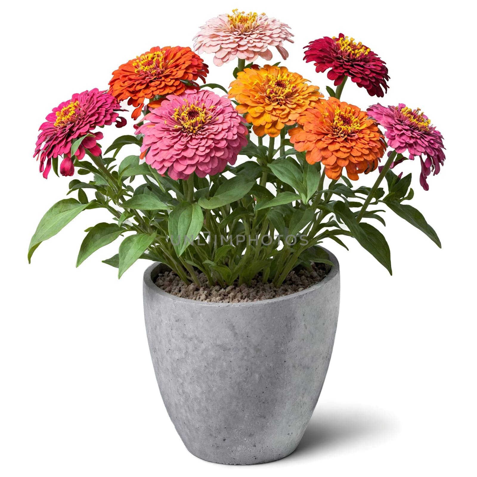 Zinnia multi colored flowers in shades of pink orange and red in a gray concrete. Plants isolated on transparent background.