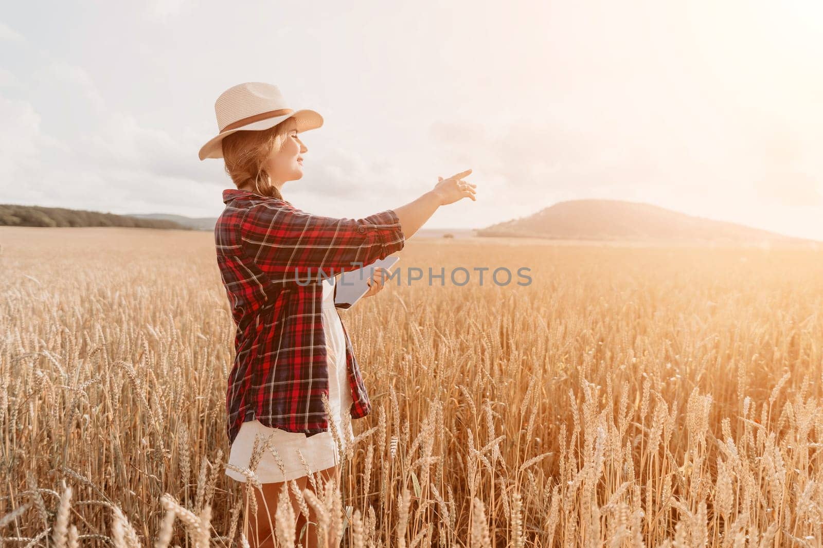 Woman farmer walks through a wheat field at sunset, touching green ears of wheat with his hands. Hand farmer is touching ears of wheat on field in sun, inspecting her harvest. Agricultural business.