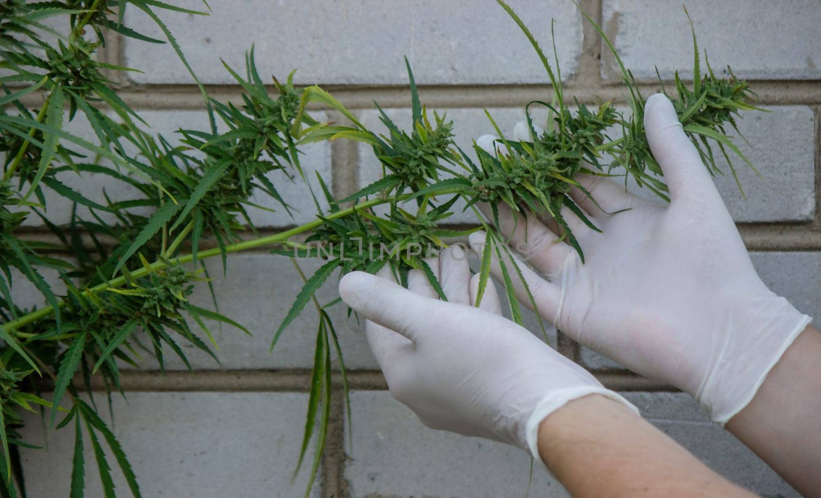 A scientist's hand close-up inspects the pleasant buds on a cannabis plant. Cannabis plantation.