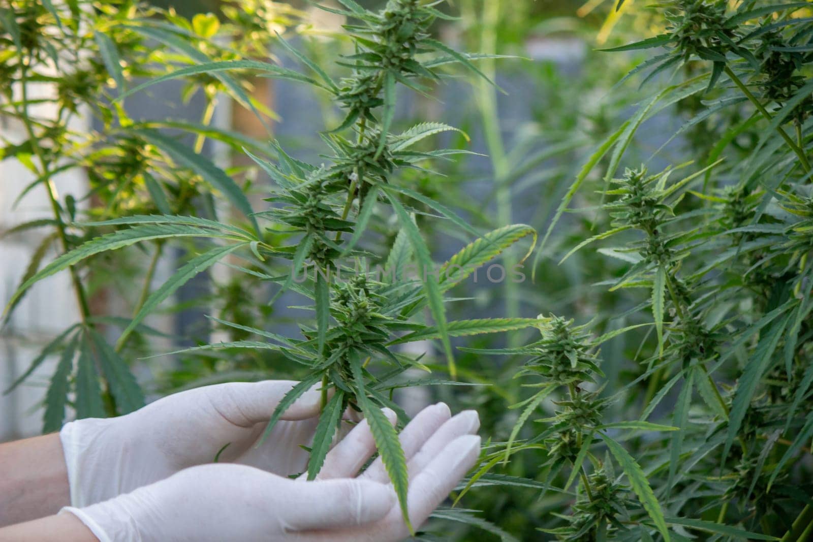 A scientist's hand close-up inspects the pleasant buds on a cannabis plant. Cannabis plantation.