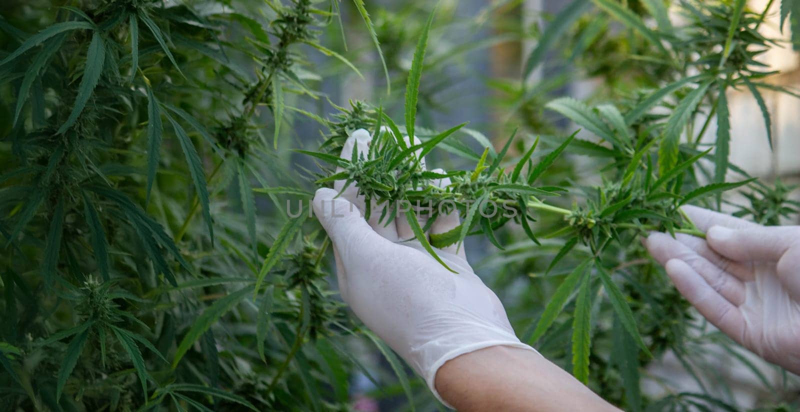 A scientist's hand close-up inspects the pleasant buds on a cannabis plant. Cannabis plantation.
