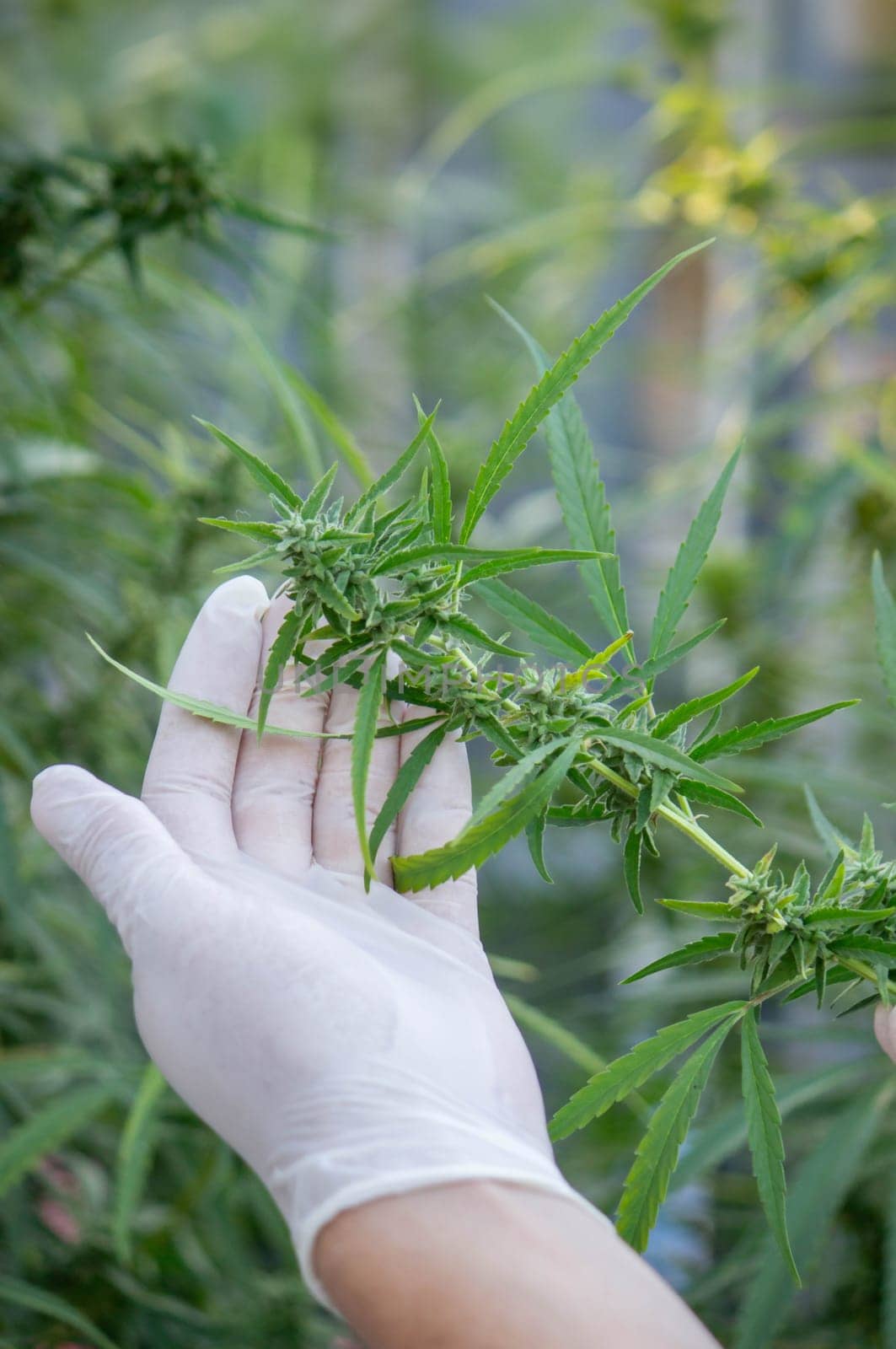 A scientist's hand close-up inspects the pleasant buds on a cannabis plant. Cannabis plantation.
