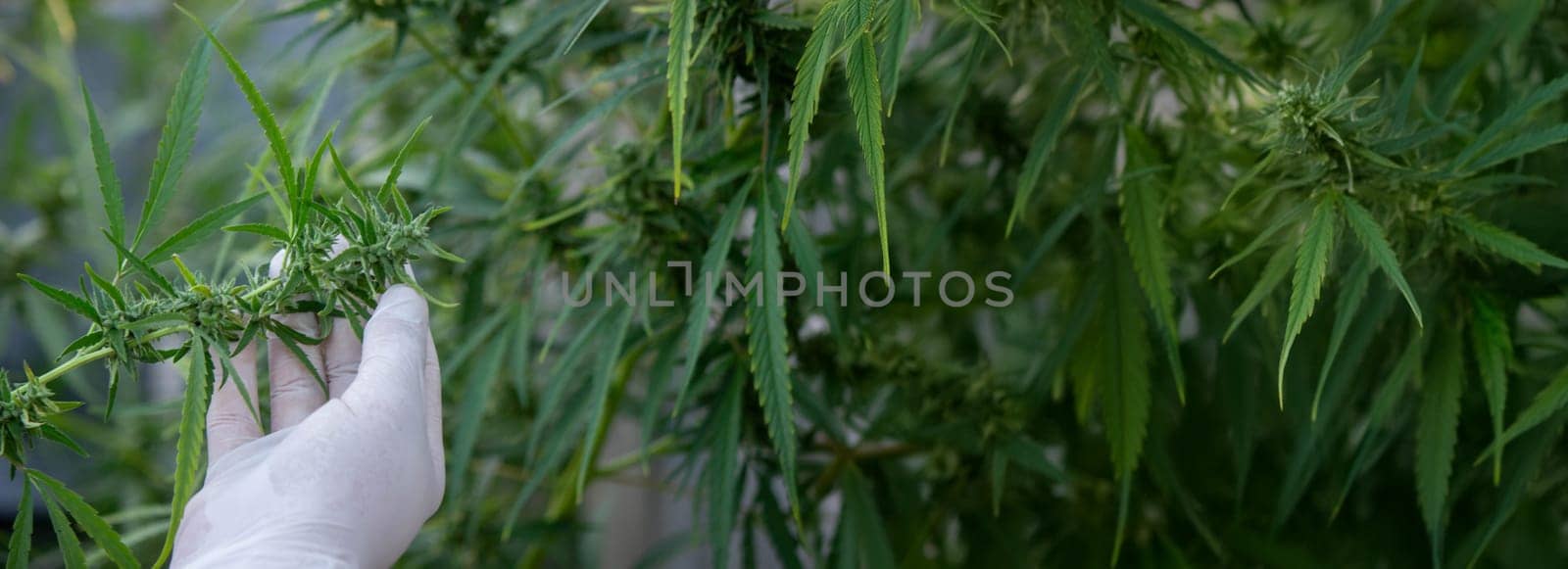 A scientist's hand close-up inspects the pleasant buds on a cannabis plant. Cannabis plantation.