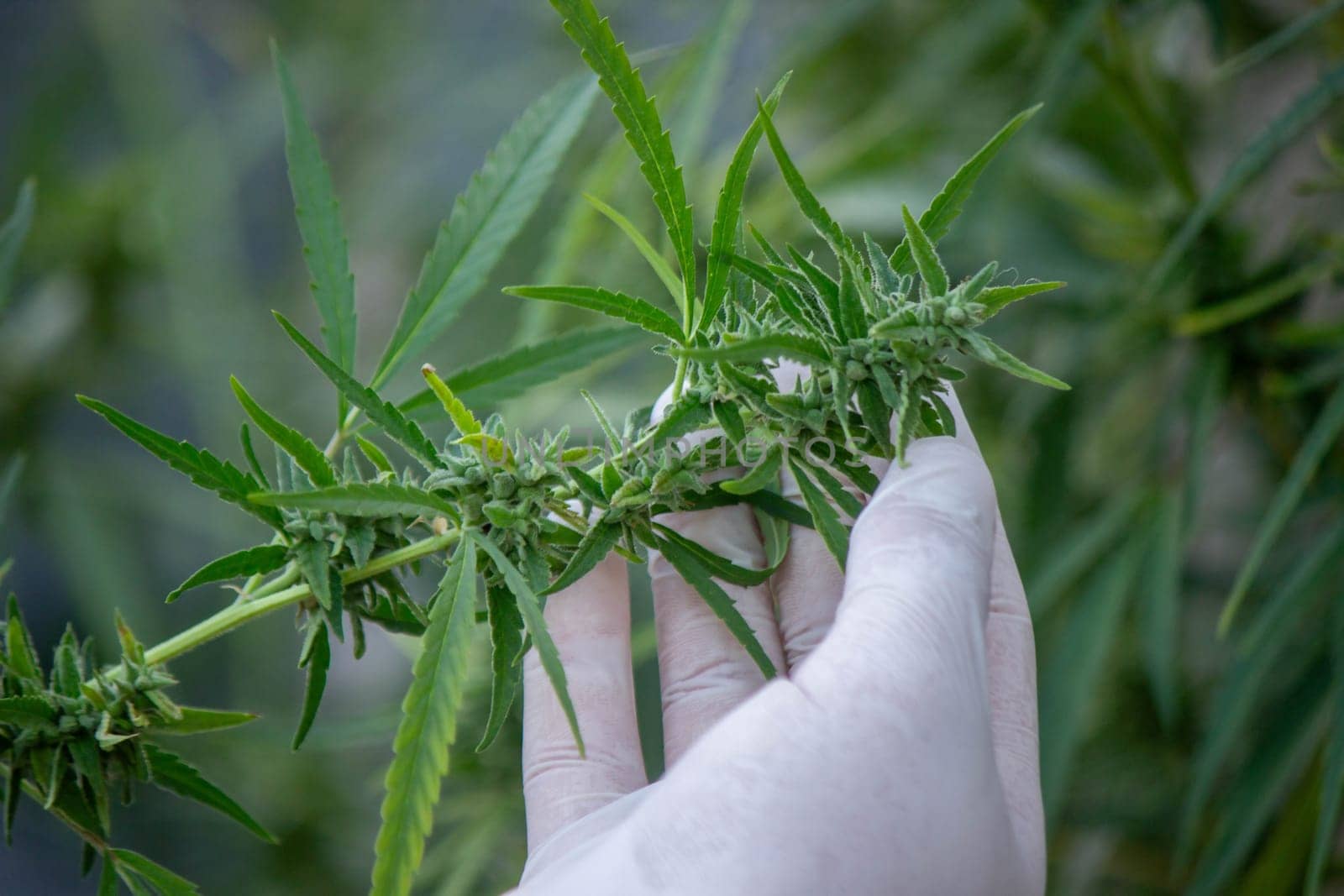 A scientist's hand close-up inspects the pleasant buds on a cannabis plant. Cannabis plantation.