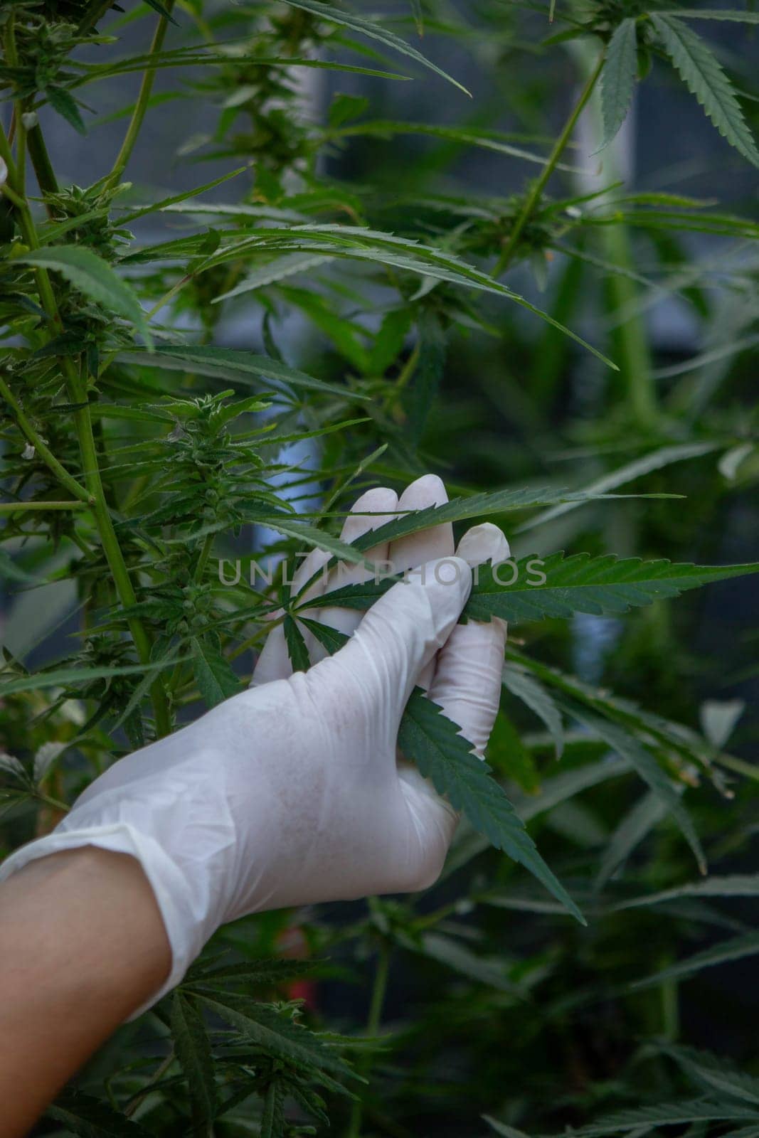 A scientist's hand close-up inspects the pleasant buds on a cannabis plant. Cannabis plantation.