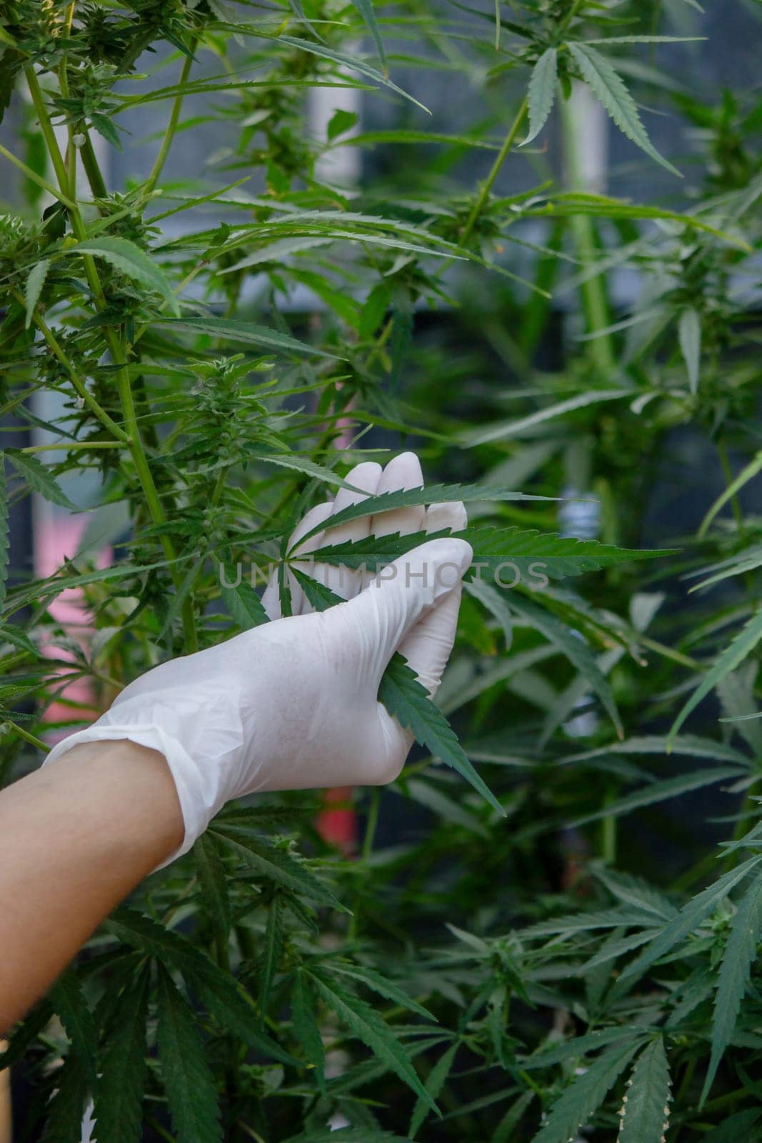 A scientist's hand close-up inspects the pleasant buds on a cannabis plant. Cannabis plantation.
