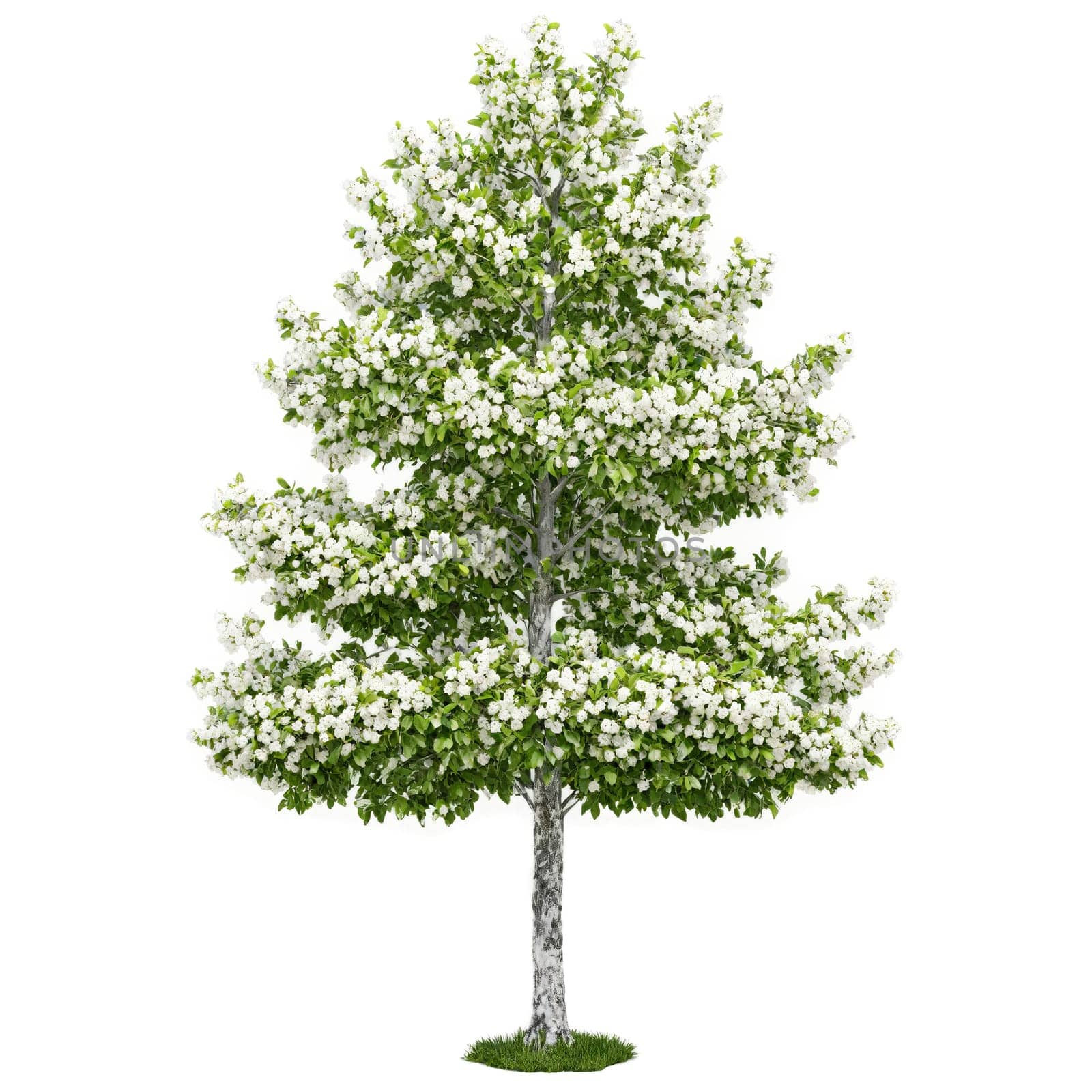 Whitebeam Tree medium sized tree with smooth gray bark and lobed leaves with white undersides. Plants isolated on transparent background.