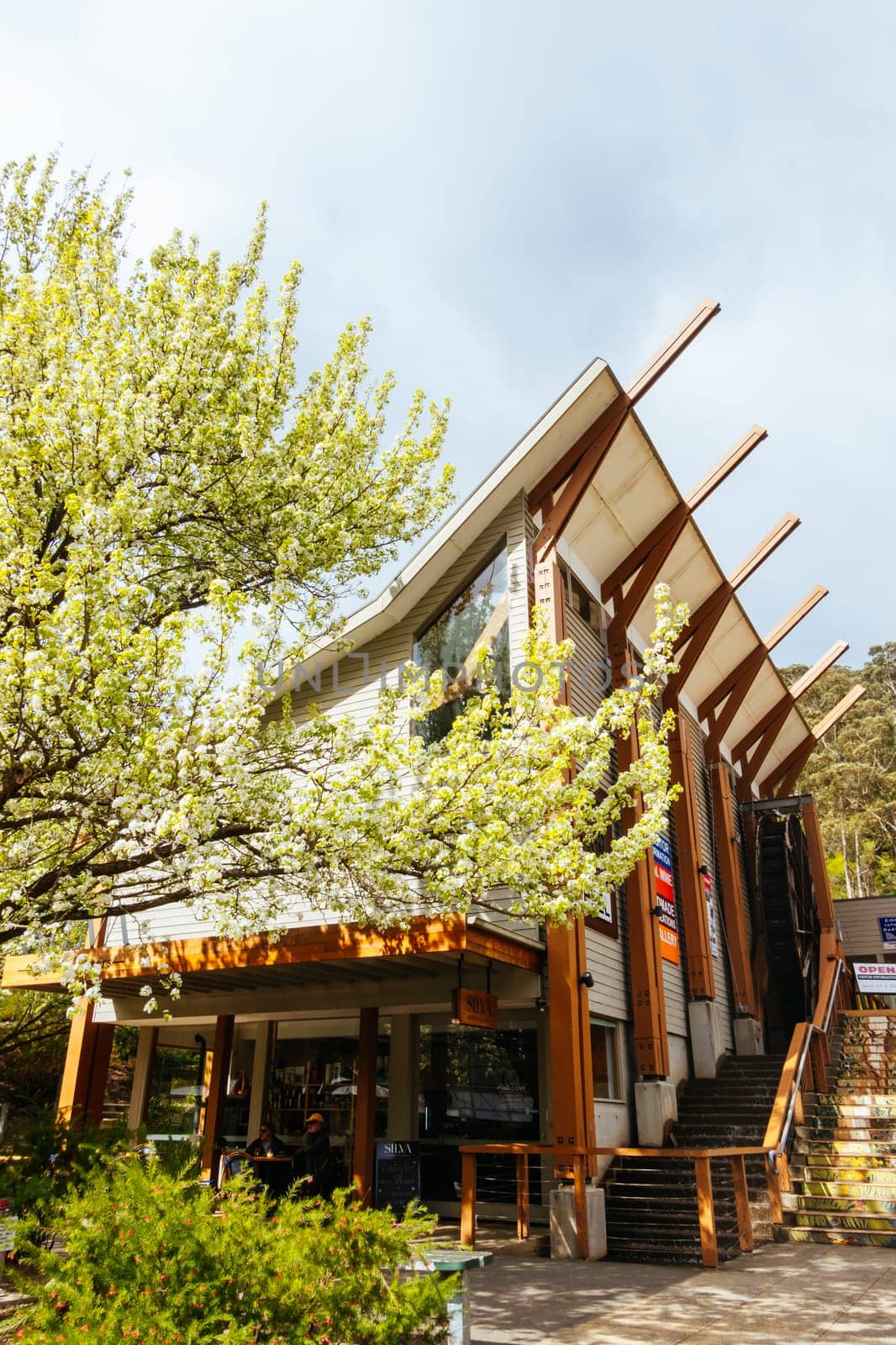 WARBURTON, AUSTRALIA - AUGUST 31 2024: Blossoming trees at the end of winter on a sunny morning in the rural town of Warburton in Victoria,. Australia