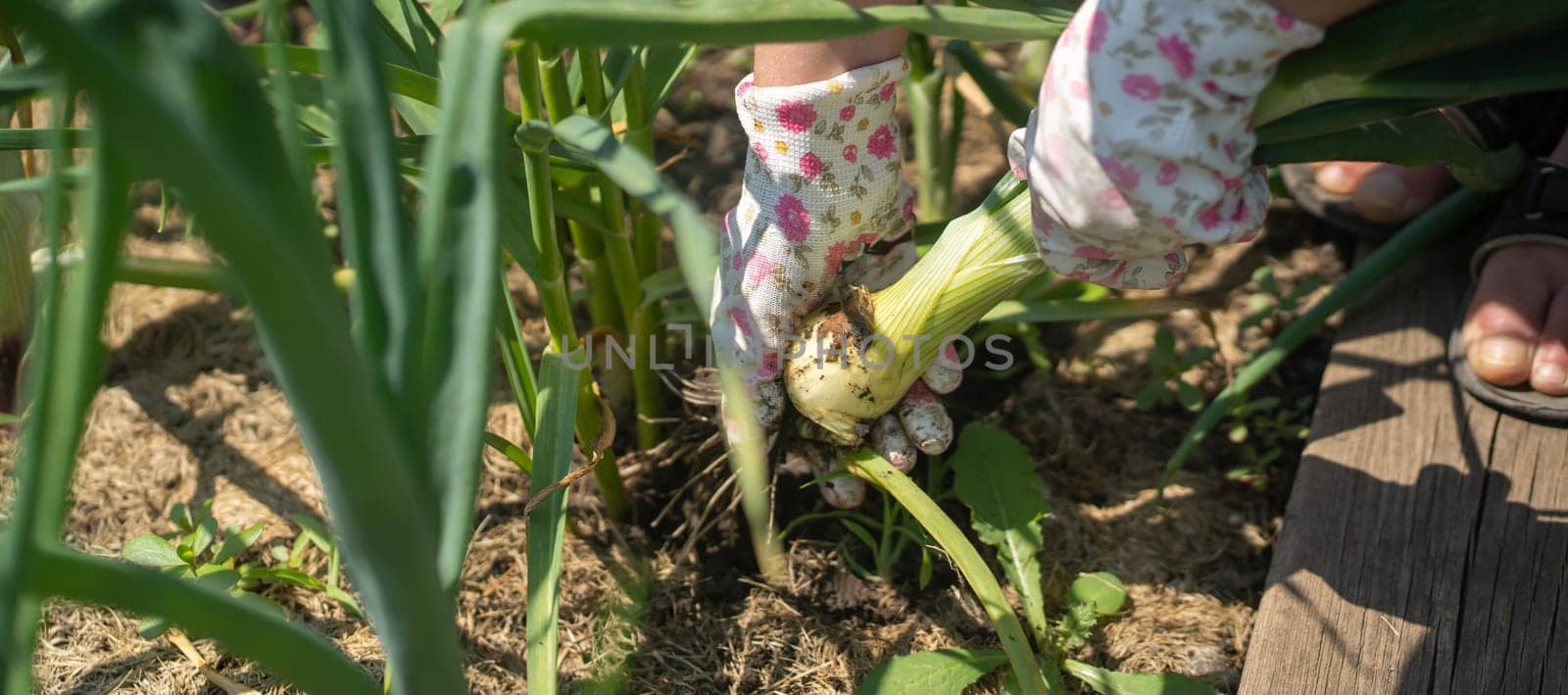 A woman grows plants, farm on a sunny day. A young girl is engaged in gardening work, pulls out onions from the garden.