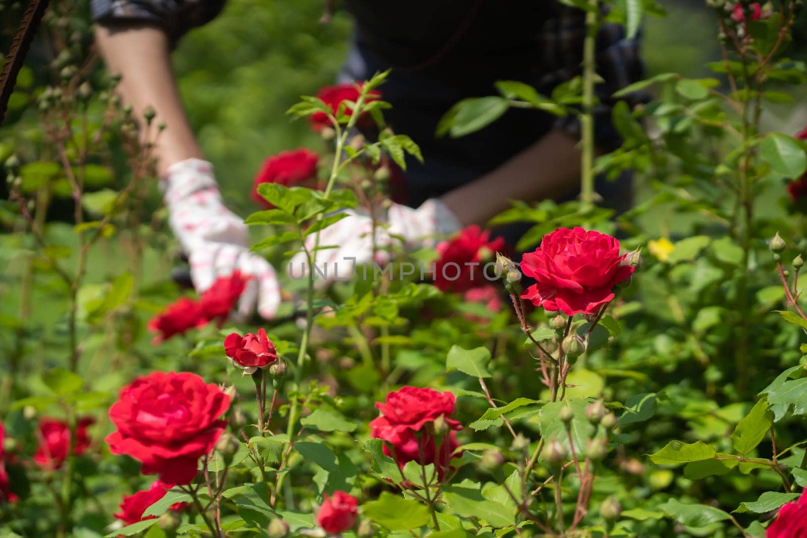A young girl with hands in gloves is trimming bushes of roses in her garden with a secateur. A professional gardener is cutting roses with a garden pruner.