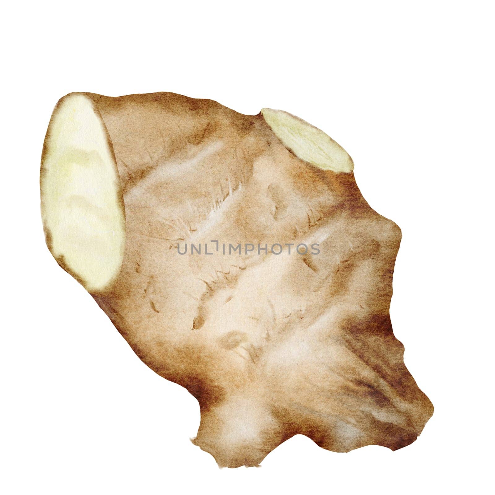 Ginger Watercolor. Hand drawn realistic ginger root. Clip art botanical illustration. Ideal for spice logo, cookbooks and natural cosmetics. High quality photo