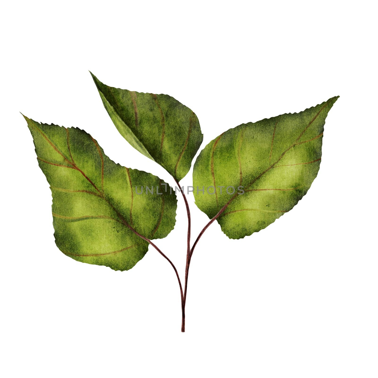 Apricot leaf watercolor. Hand drawn apricot greenery on isolated white background. Clip art botanical. For logos and packaging of natural cosmetics and food. High quality illustration