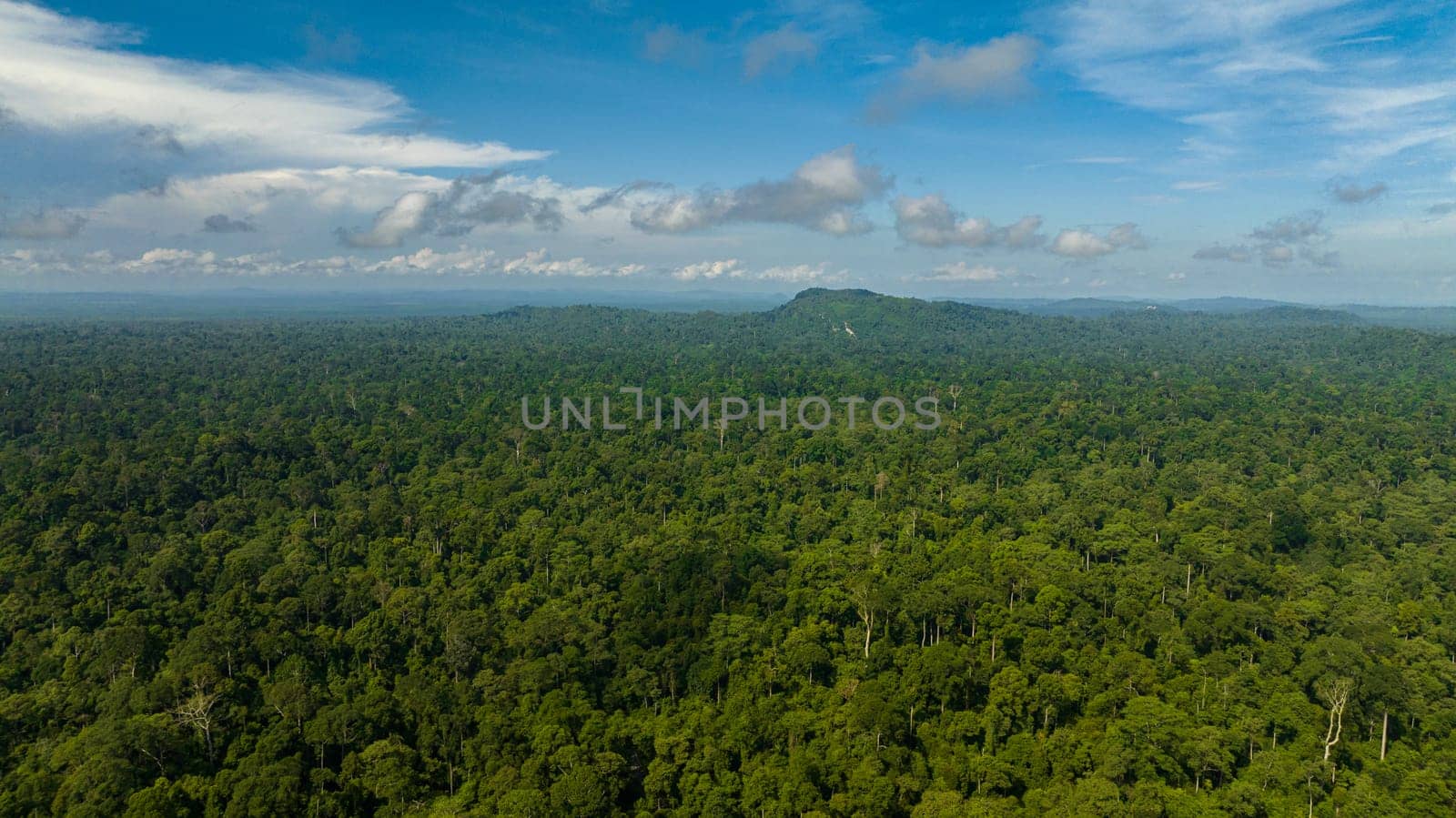 Aerial drone of lowland tropical forest and jungle. Borneo, Malaysia.