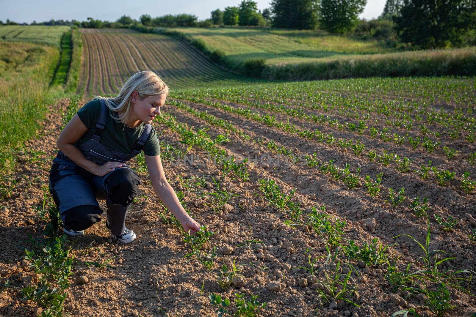In the golden glow of a sun-kissed day, a young and beautiful woman farmer tends to her crops in the field, kneeling down to carefully inspect the fertile soil. Clad in practical work attire and sneakers, she exudes determination and dedication as she nurtures her agricultural endeavors. With blonde hair catching the sunlight, she epitomizes the spirit of resilience and hard work that characterizes farm life. Her hands, calloused from hours spent in the fields, tenderly touch the earth, ensuring the health and vitality of her crops. Against the backdrop of the sprawling landscape, she is a beacon of strength and tenacity, embodying the timeless connection between humanity and the land. As she tends to her duties with unwavering focus, the warmth of the sun envelops her, infusing her with energy and purpose. This captivating image captures the essence of rural life, where the harmony between farmer and field flourishes under the radiant embrace of nature.
