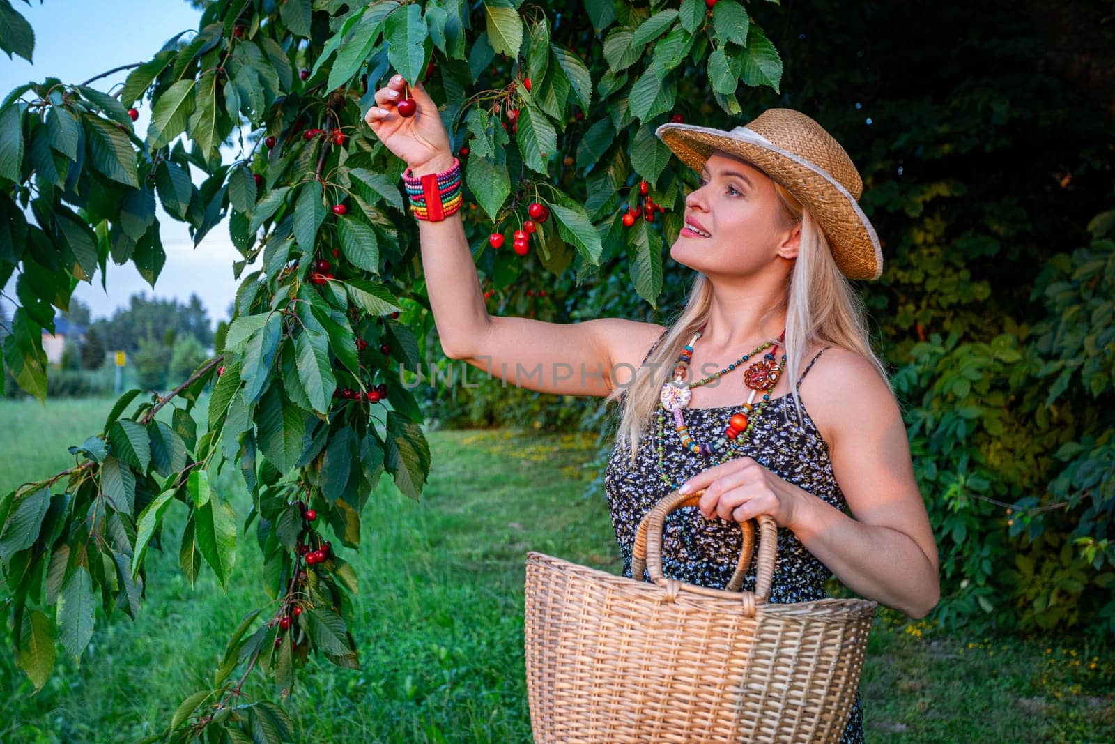 The photograph offers a charming portrayal of a woman immersed in the serene beauty of a cherry orchard. From the waist up, she is elegantly attired in a dark, patterned summer dress adorned with intricate floral motifs, exuding a sense of timeless grace and rustic charm. Around her neck hangs a beaded necklace, each colorful bead reflecting the vibrant hues of the surrounding landscape. Upon her head sits a straw hat, its wide brim providing respite from the golden rays of the sun, while accentuating her profile as she gazes towards the bountiful cherry tree. With a radiant smile gracing her lips, she reaches out with one hand to pluck a ripe cherry from the tree, her fingers delicately cradling the fruit. In her other hand, she holds a woven basket, ready to receive the fruits of her labor. Adorning her wrist is a colorful bracelet, adding a playful touch to her ensemble and echoing the lively spirit of the scene. Behind her, the cherry tree stands adorned with clusters of ripe, crimson cherries, a testament to the abundance of nature's bounty. As the sun casts its warm glow over the orchard, the woman is enveloped in a sense of tranquility and contentment, her presence a harmonious blend of elegance and rustic simplicity amidst the idyllic beauty of the countryside.