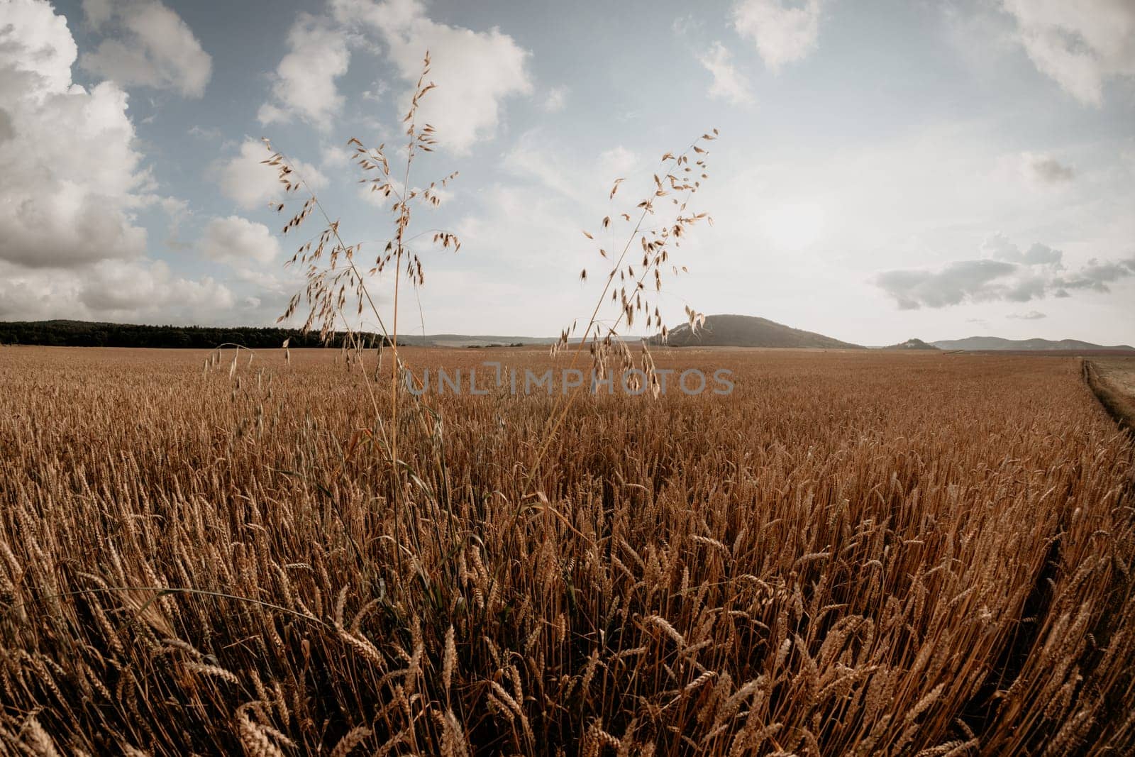 A wide shot of a field of golden wheat with two tall stalks of grass rising up against a cloudy sky.