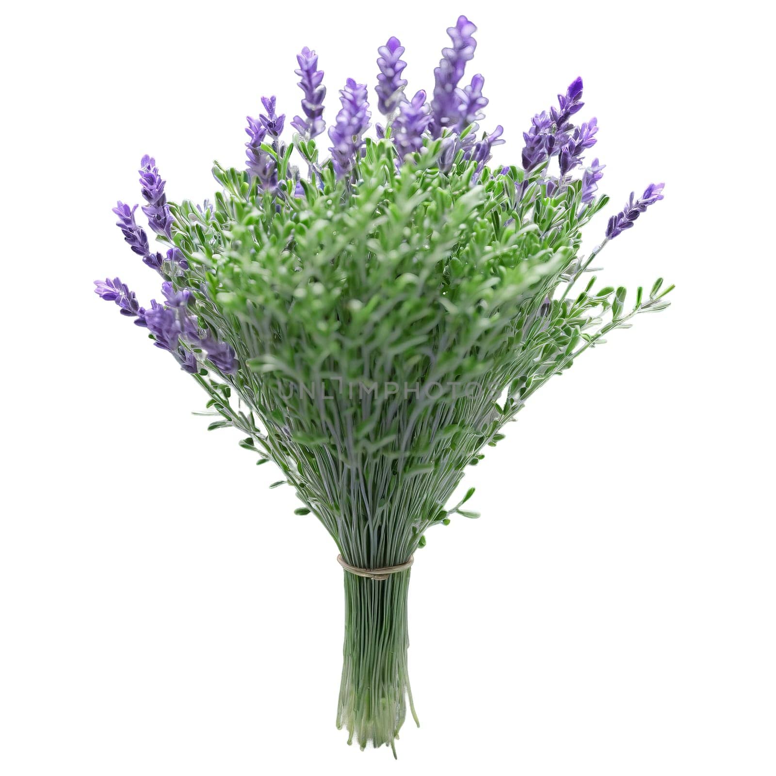 Lavender microgreens Lavandula angustifolia delicate green leaves with a hint of purple artfully displayed Microgreen. Microgreen isolated on transparent background.