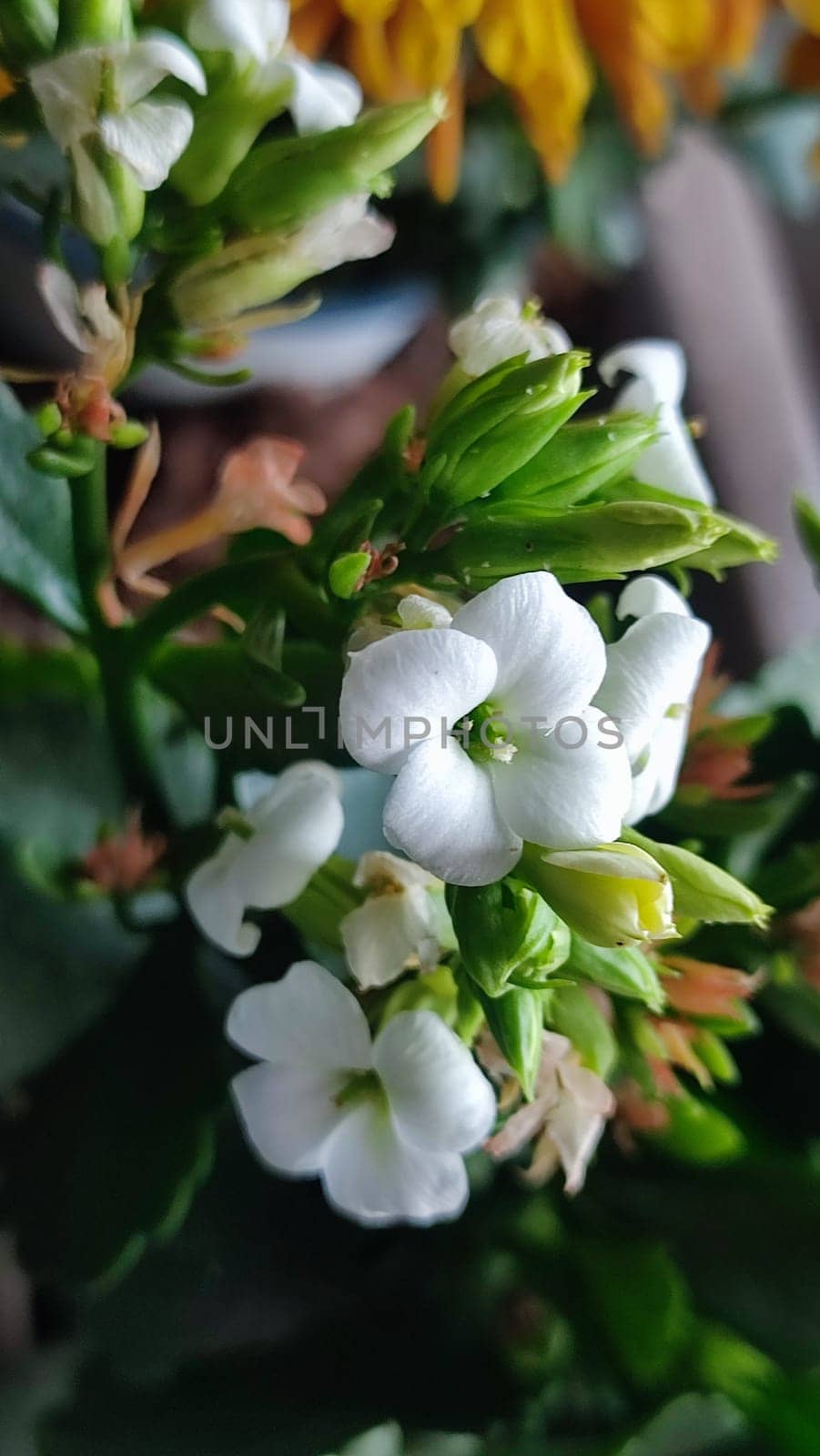 white flowers, green leaves, plants nature biological species garden. High quality photo