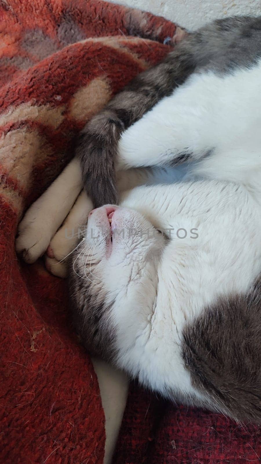 cat cute funny pet sleeping outdoors, animal, pets. High quality photo