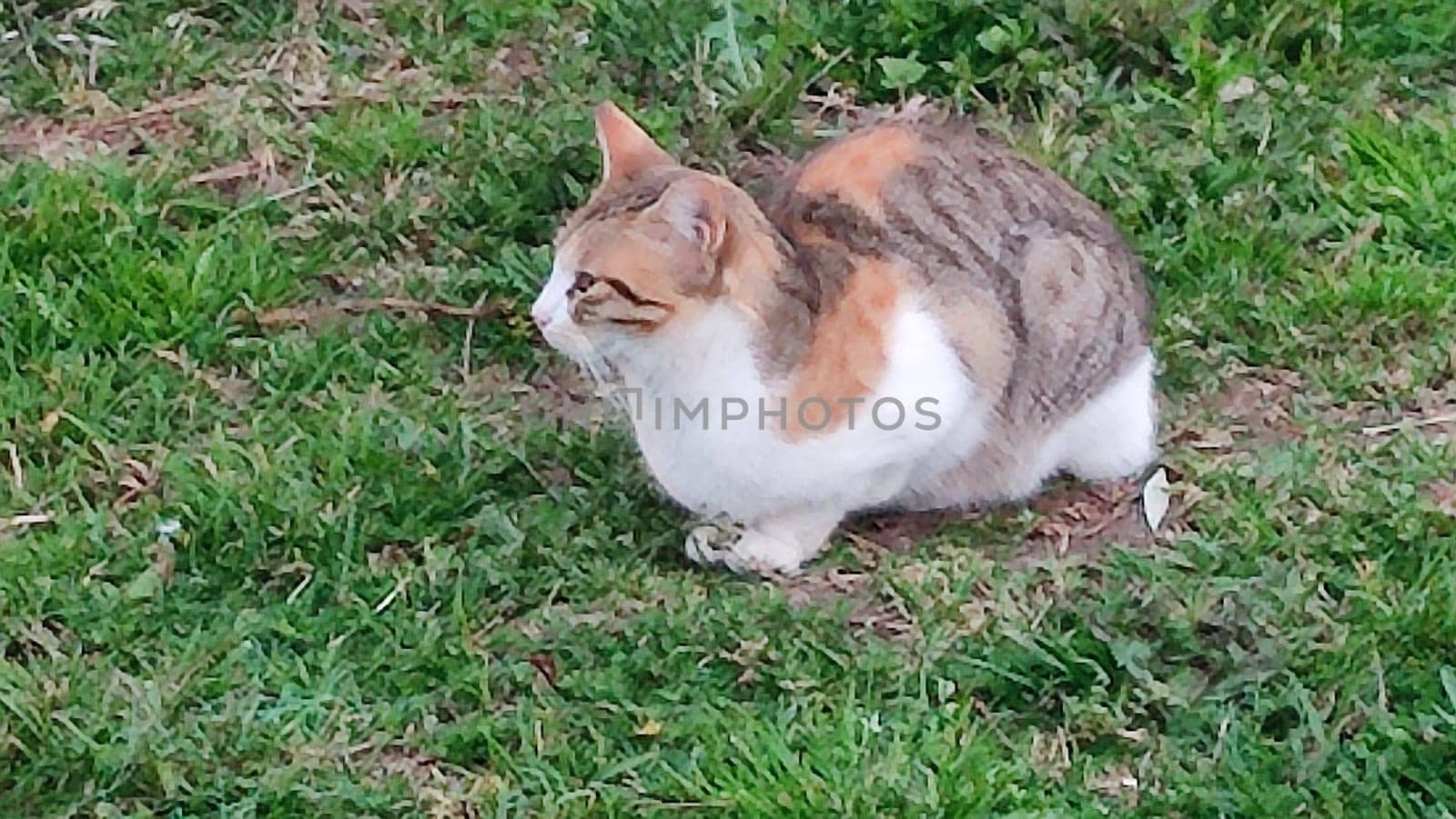 Ginger white cat sitting in green grass, pets, animals nature. High quality photo