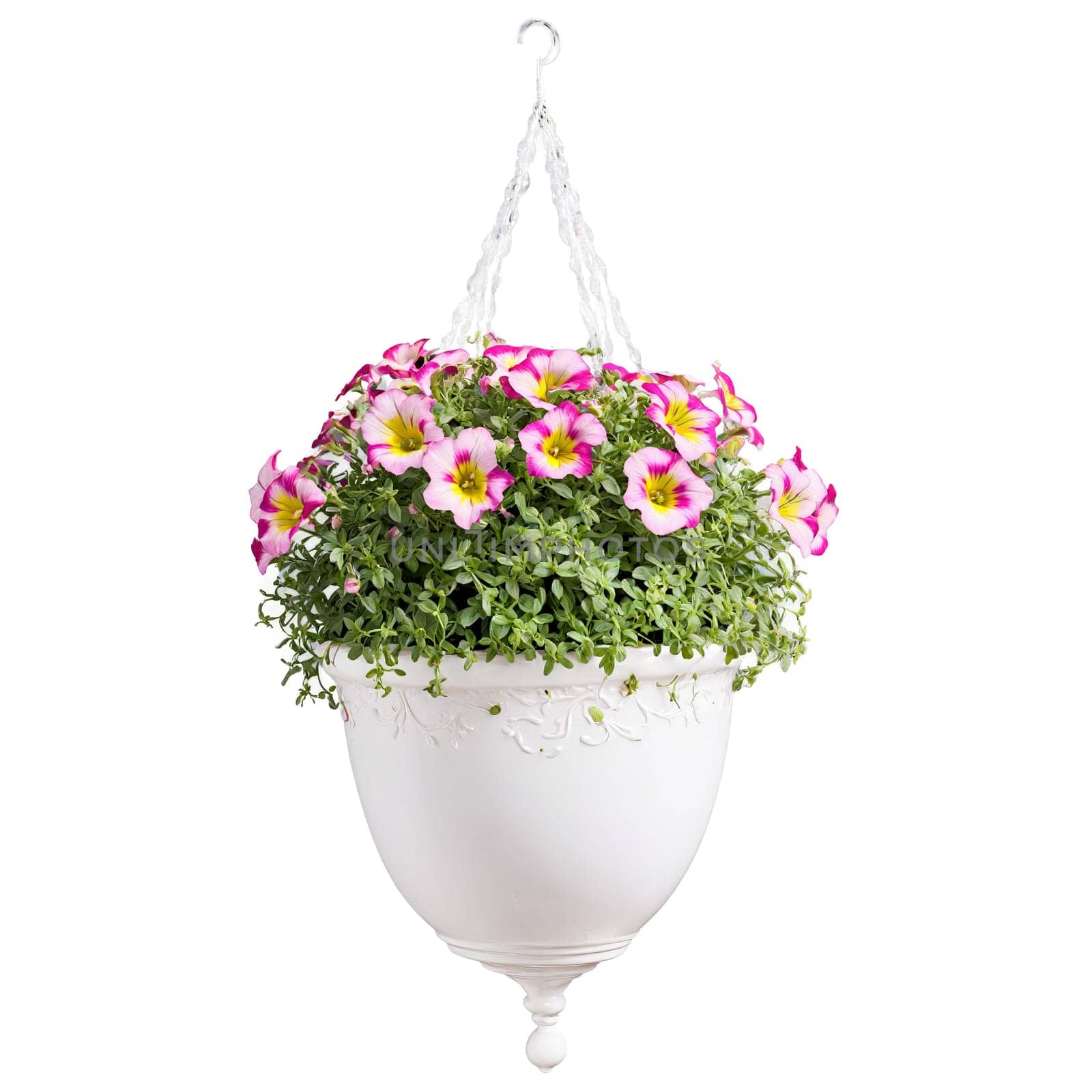 Calibrachoa cascading pink and yellow blooms in a white ceramic hanging planter petals fluttering softly. Plants isolated on transparent background.