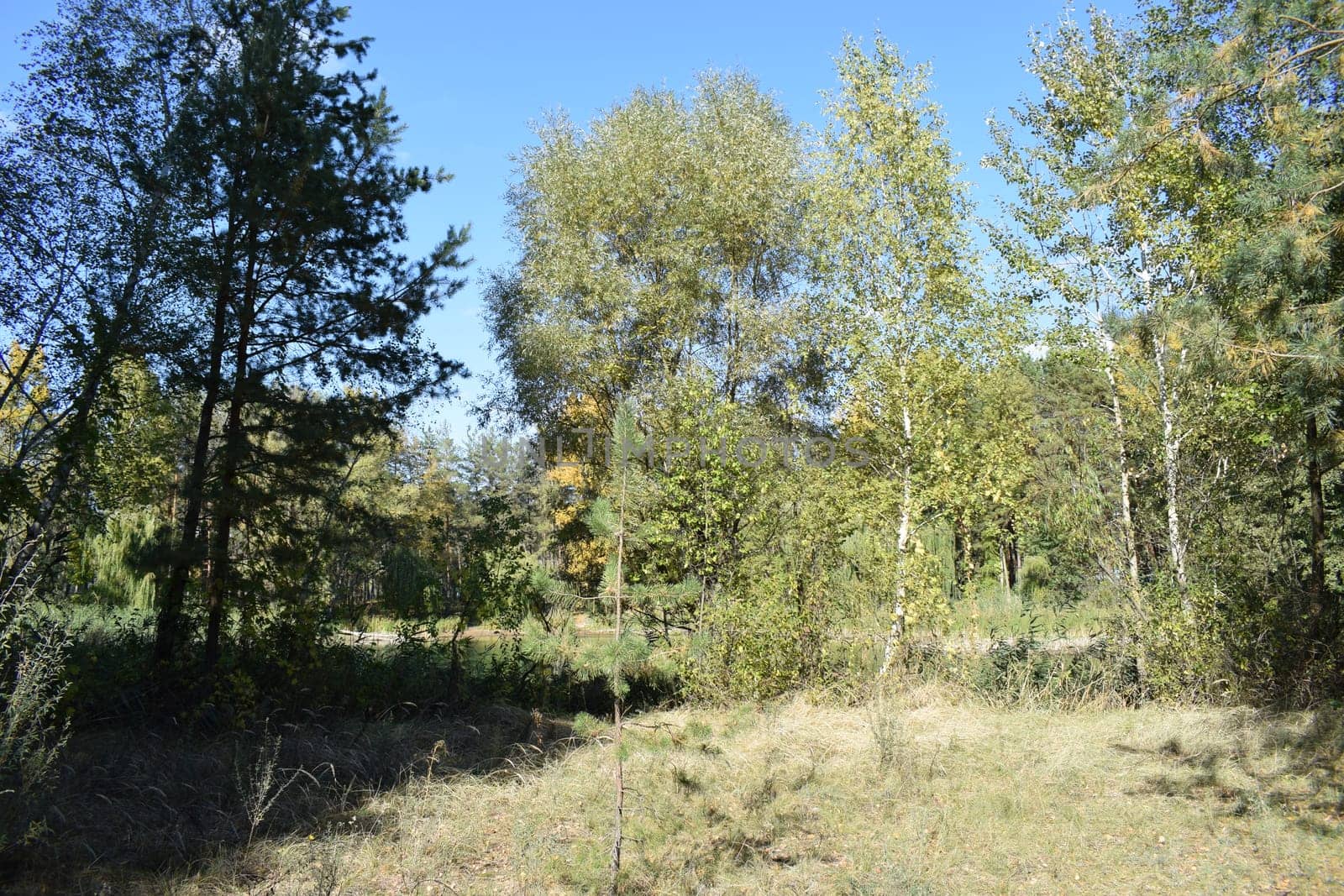 Spruce forest growing in the sand dunes. Mystical forest landscape. An empty pine forest landscape in a sand dune on a warm day. Pine Trees in forest on a sunny day.
