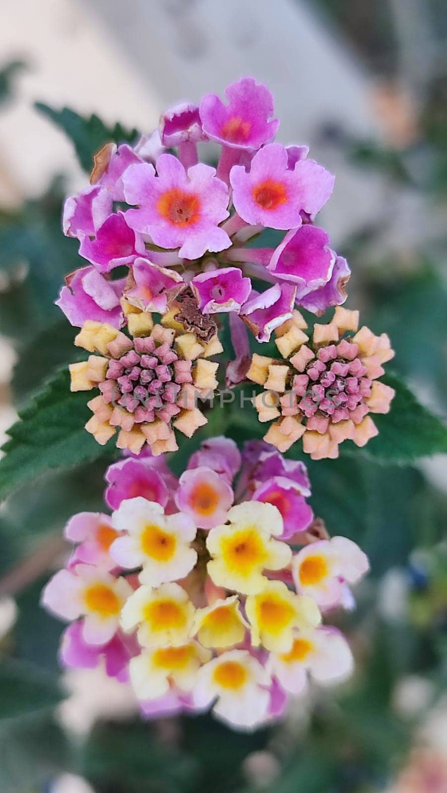 Beautiful yellow pink round flowers, women's day, botanical garden figure eight. High quality photo