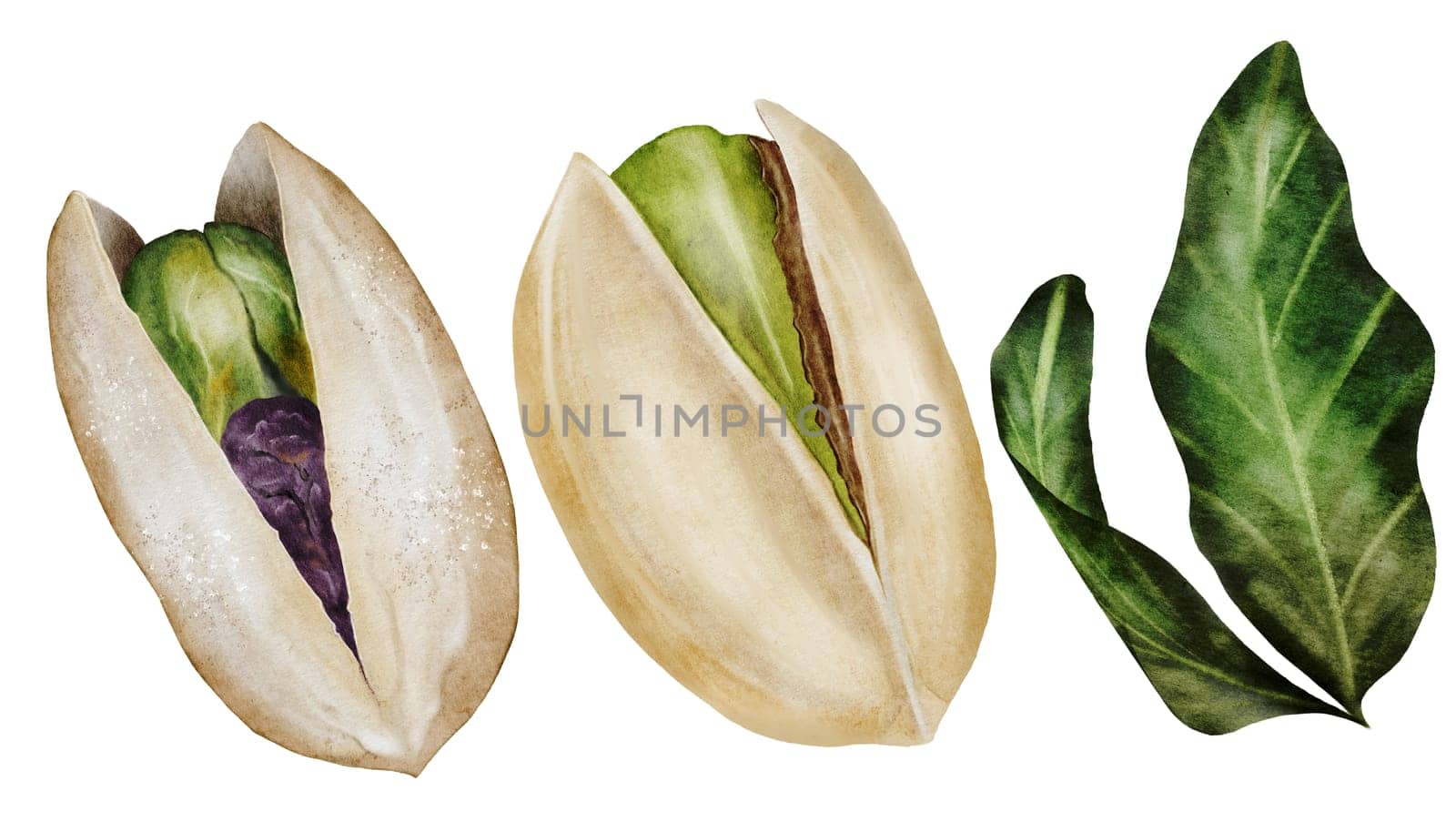 Pistachio watercolor set. Hand drawn bundle nut with shell and leaves isolated on white background. Realistic snack clip art. Ideal for logo, product packaging, banner. High quality photo