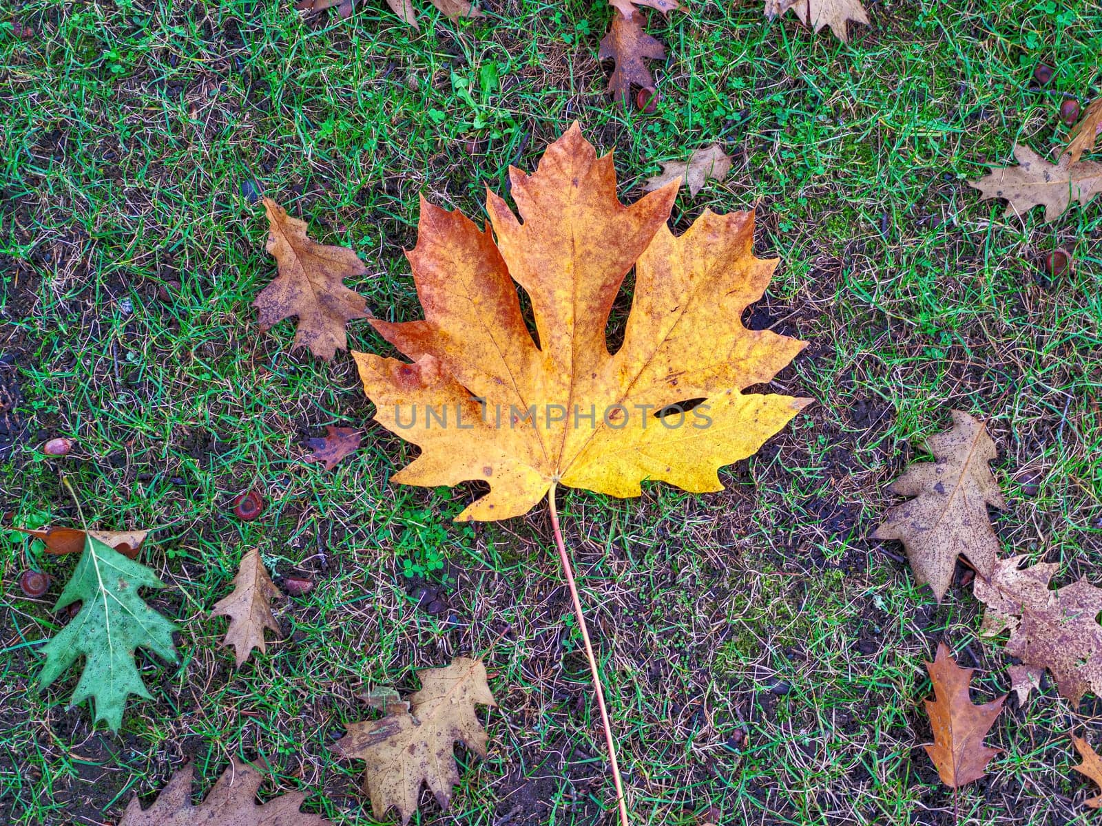 Bright yellow maple leaf and dried oak leaves are laying on the ground.