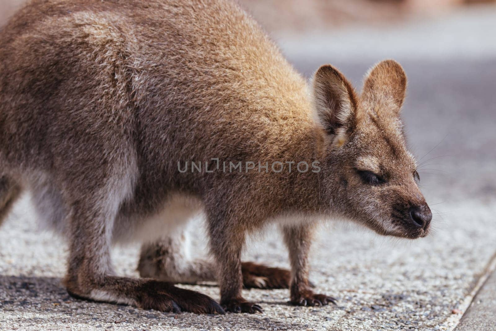 A Wallaby looks for food in Freycinet National Park, Tasmania, Australia