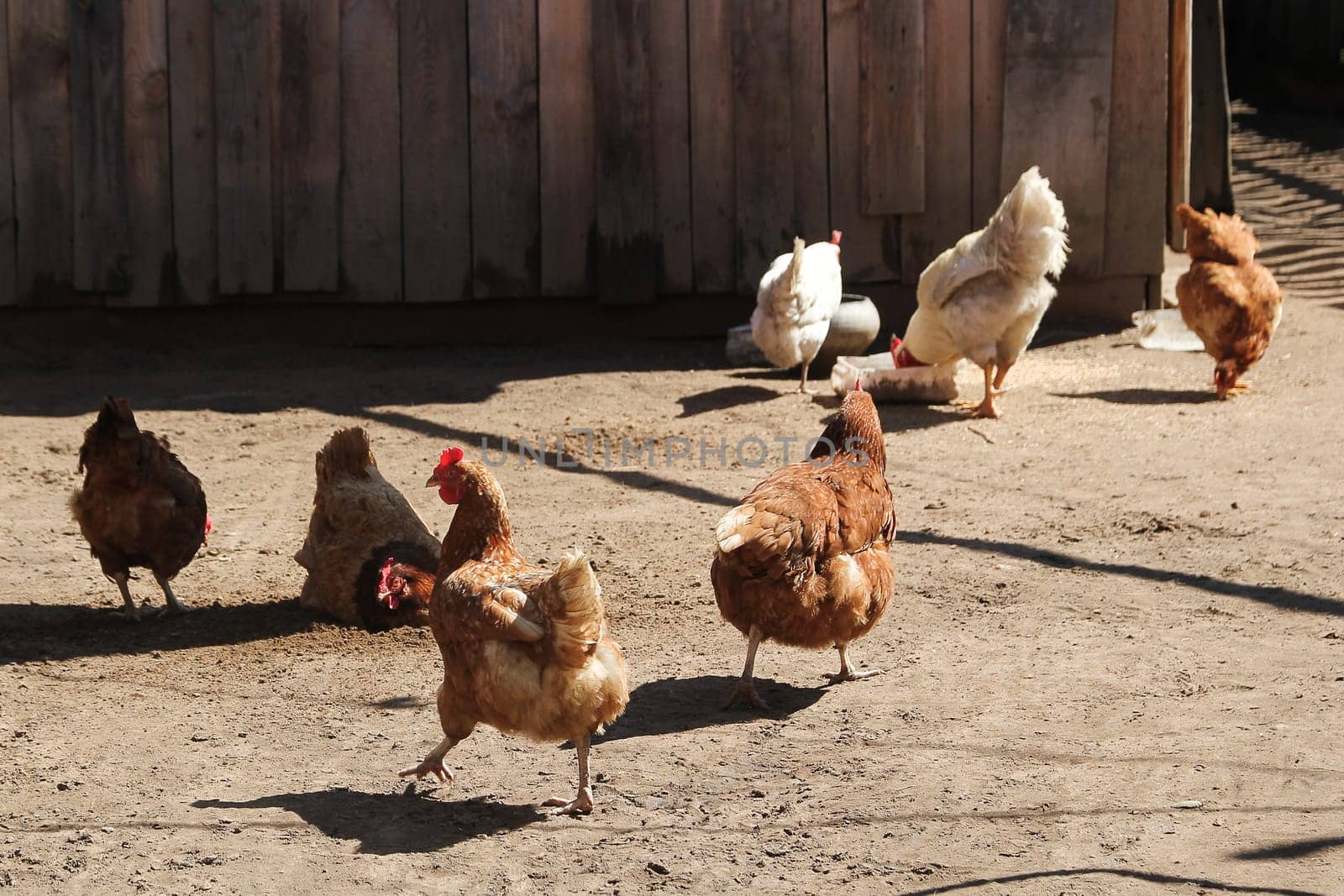 Chicken walking outside wooden farm, Russian village