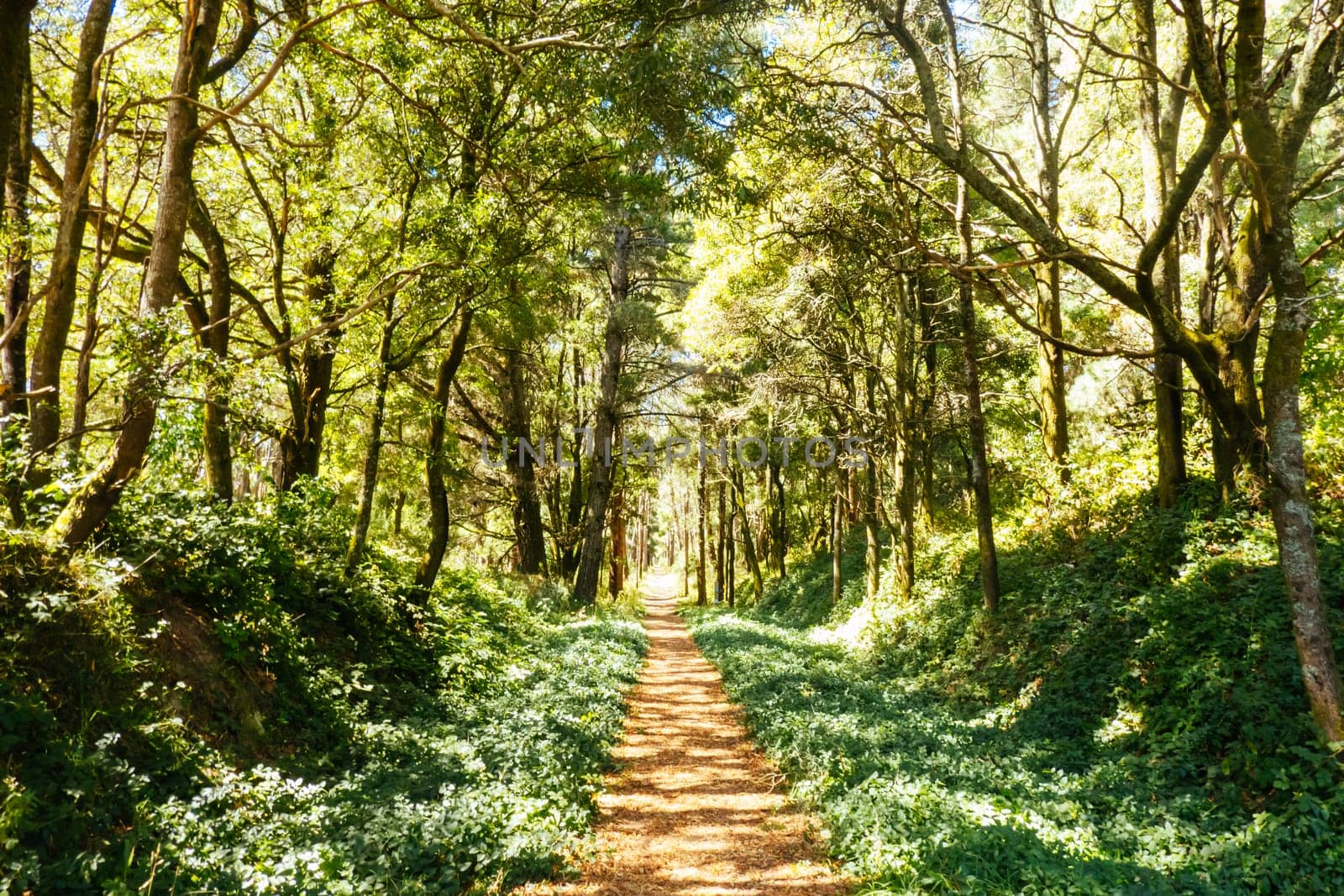 Trentham - Lyonville Rail Trail on a hot summer's day near Lyonville in Victoria, Australia