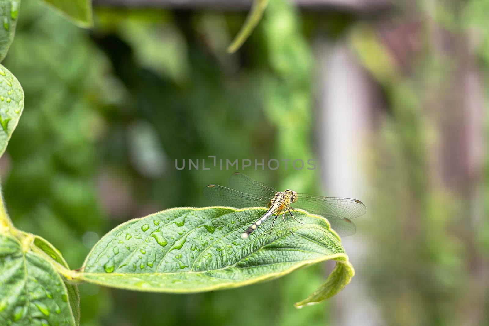 Dragonfly sitting on a green leaf.