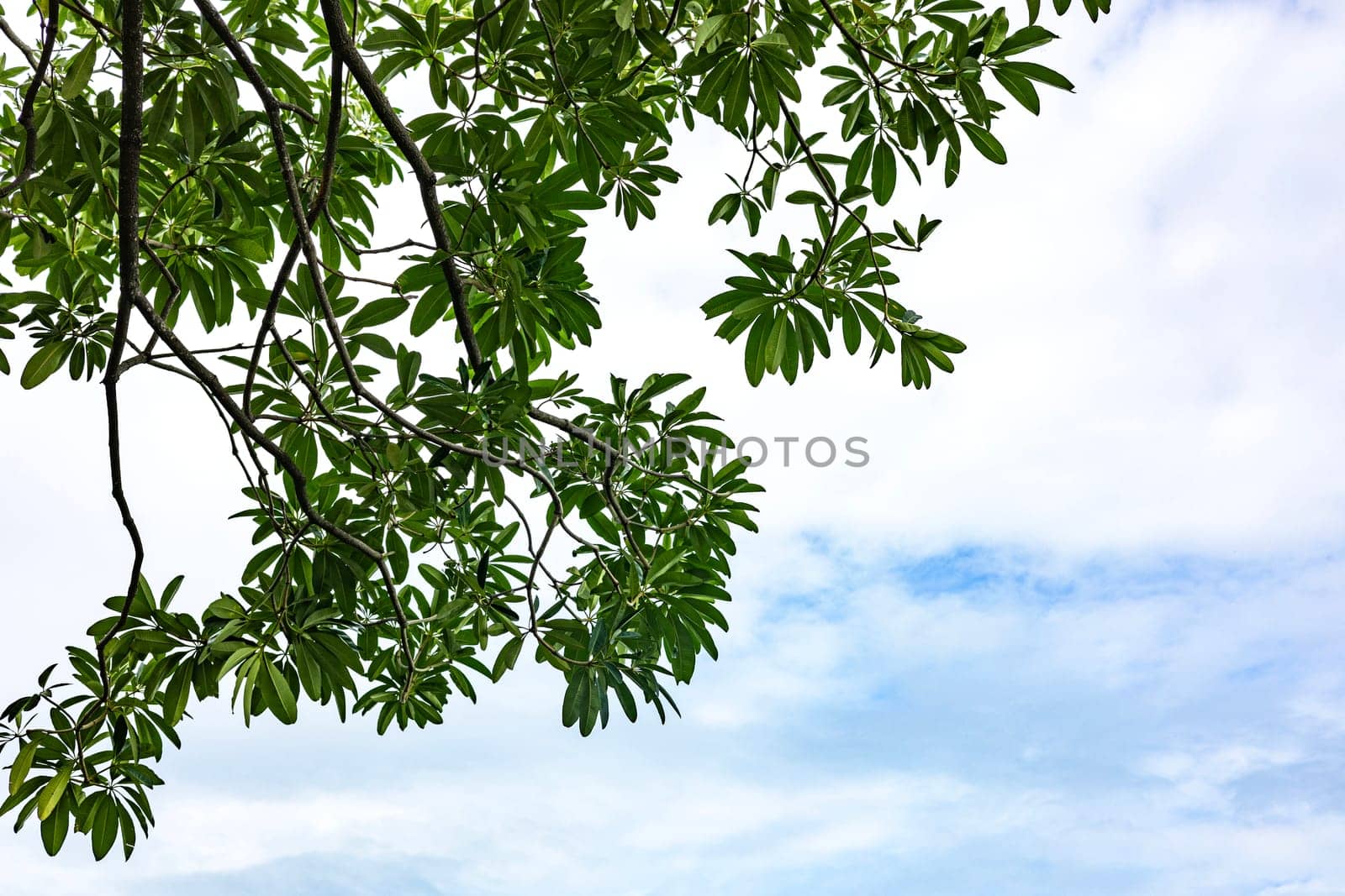 Large tree branches with green leaves in summer.