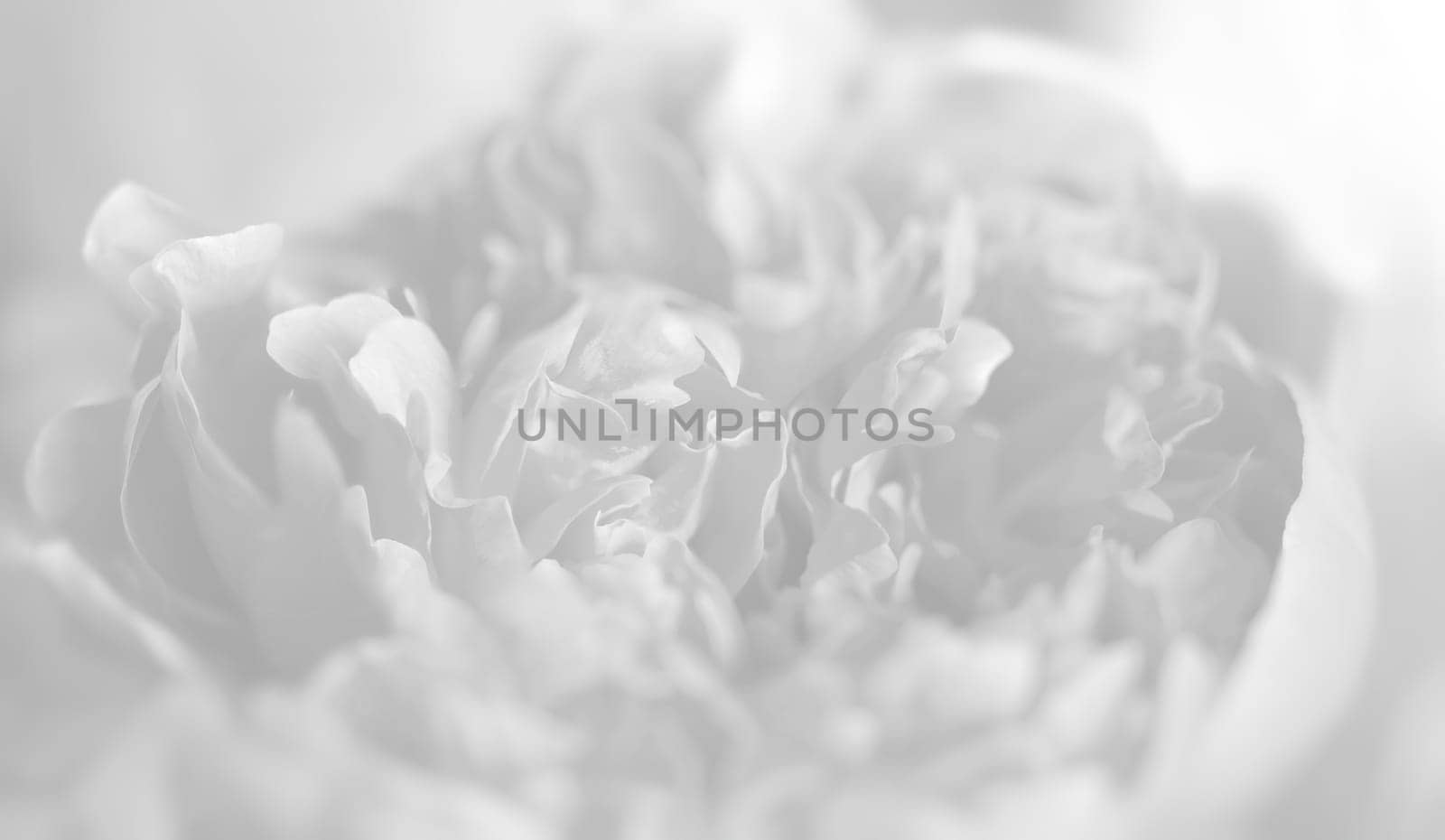 Peony petals in light grey tonality. Natural background and texture.