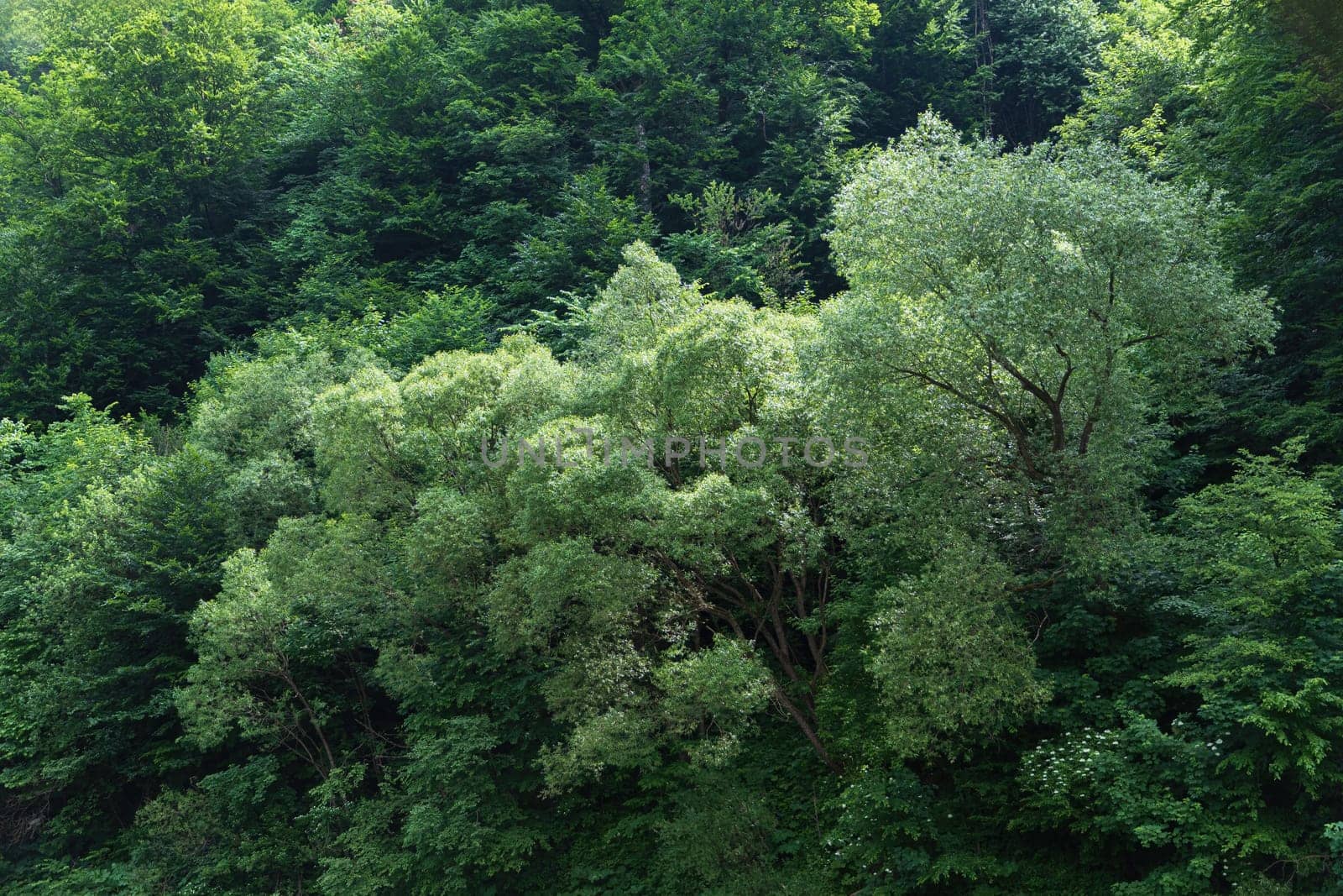 Forest. Natural background and texture in rays of sunlight