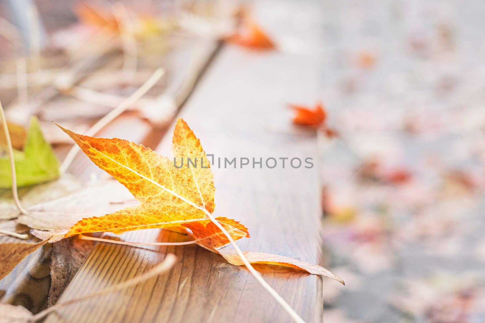 Yellow maple leaf on a wooden bench. Background. Copy space