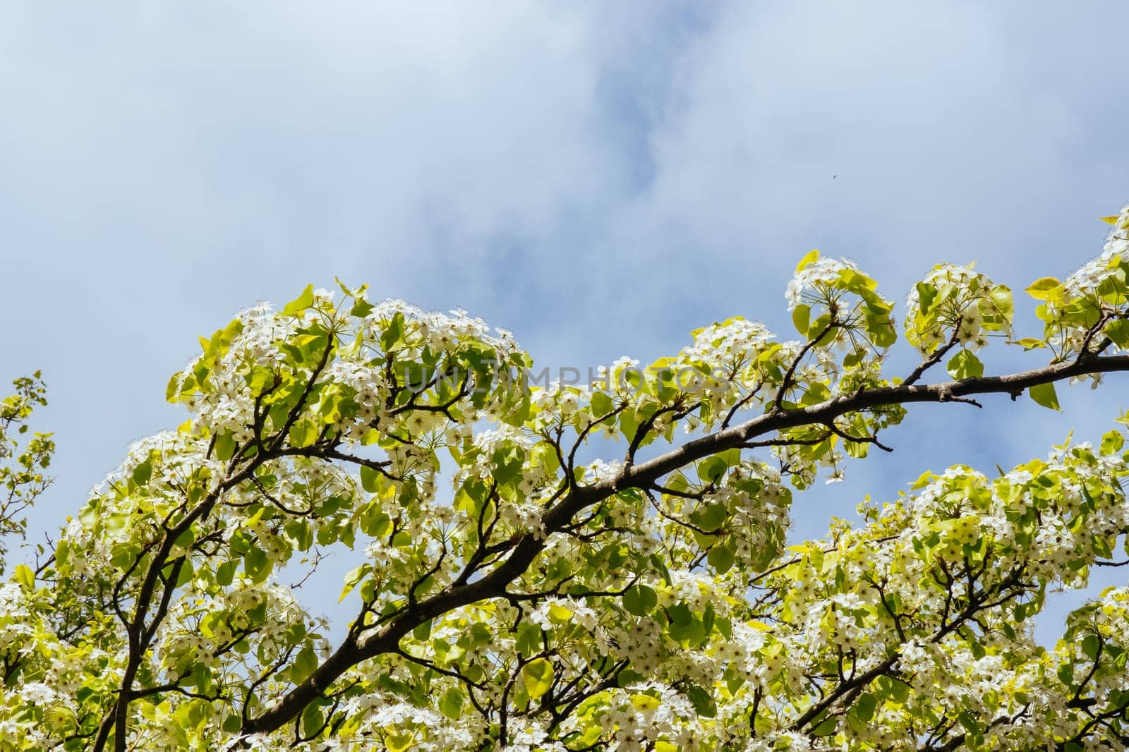 WARBURTON, AUSTRALIA - AUGUST 31 2024: Blossoming trees at the end of winter on a sunny morning in the rural town of Warburton in Victoria,. Australia