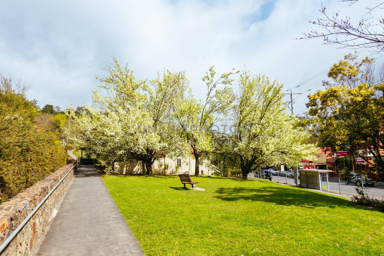 WARBURTON, AUSTRALIA - AUGUST 31 2024: Blossoming trees at the end of winter on a sunny morning in the rural town of Warburton in Victoria,. Australia