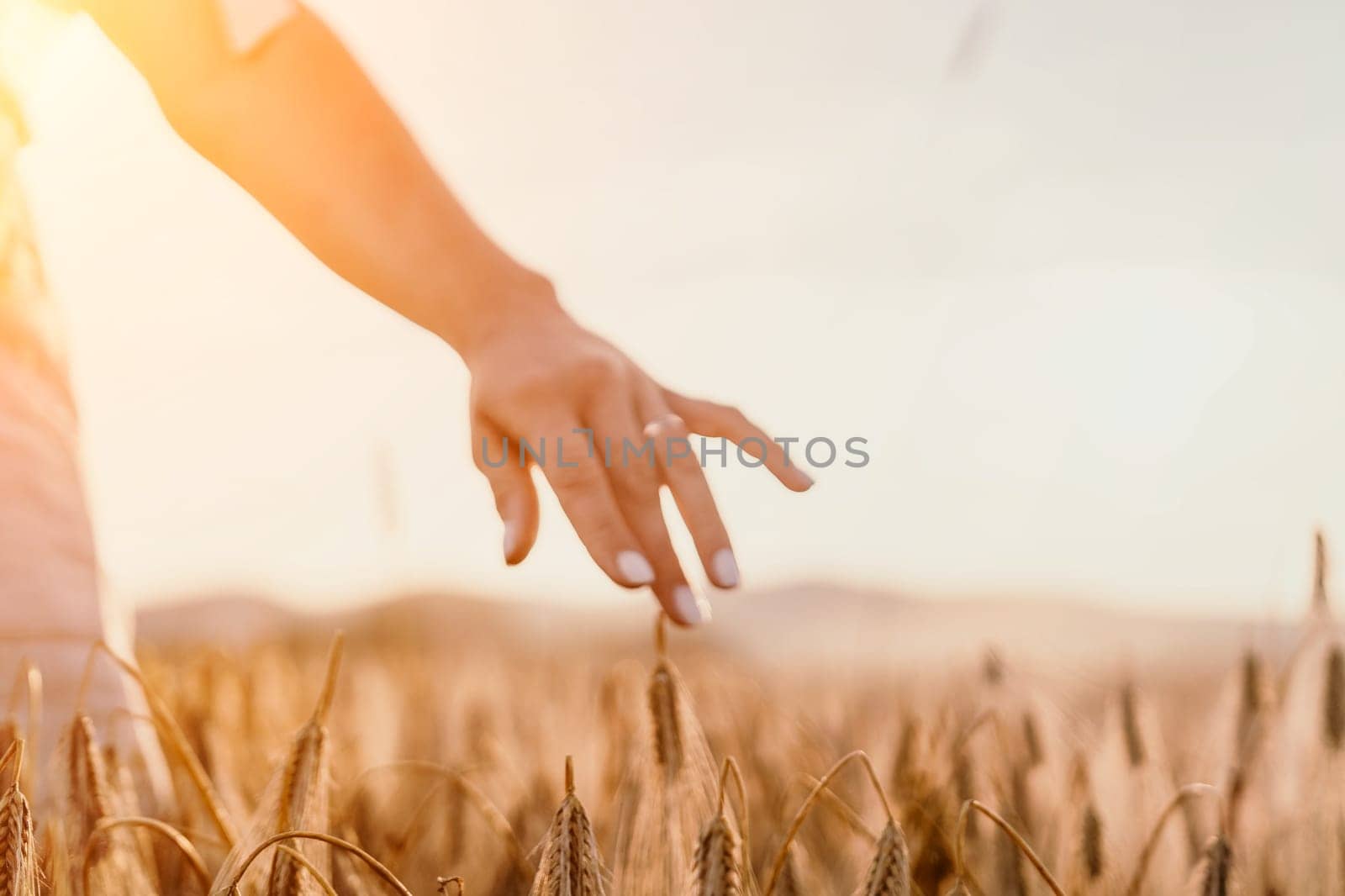 Woman farmer walks through a wheat field at sunset, touching green ears of wheat with his hands. Hand farmer is touching ears of wheat on field in sun, inspecting her harvest. Agricultural business.