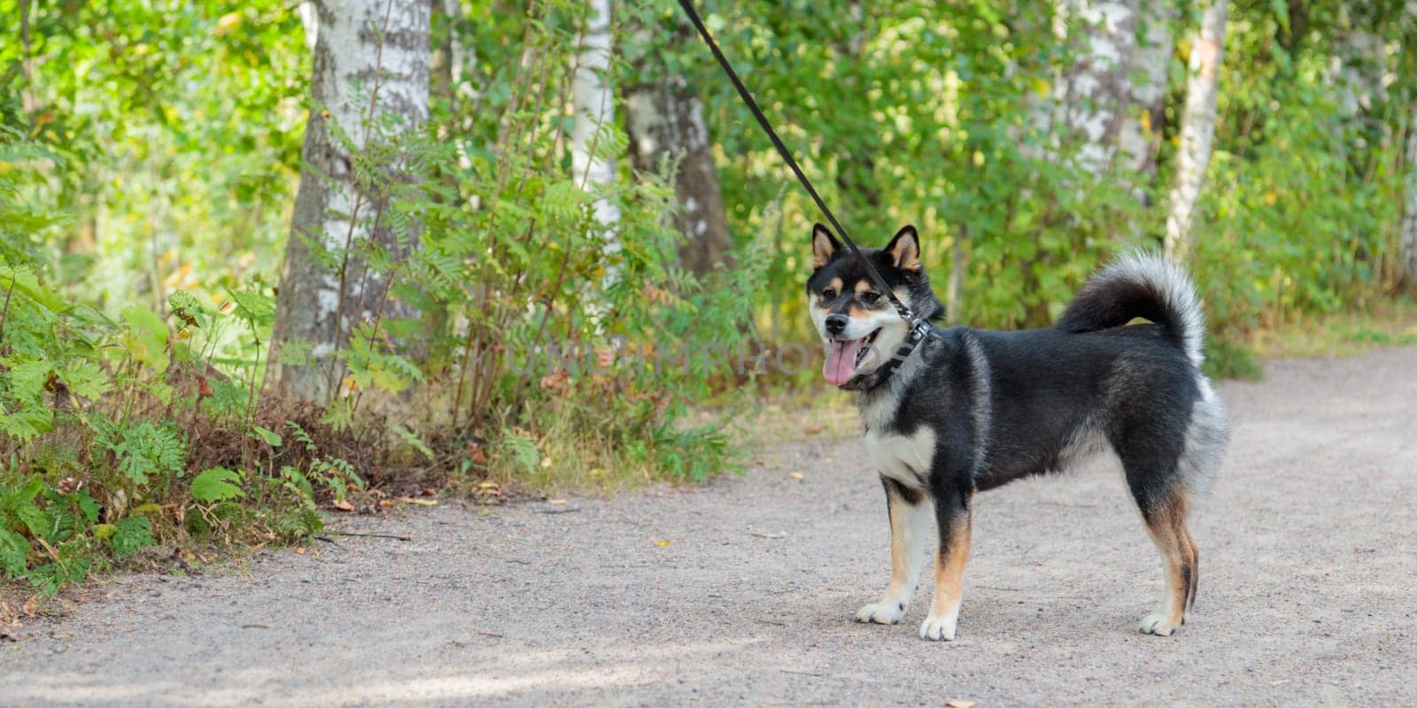 Smiling black and tan dog, Japanese Shiba Inu breed on a leash stuck out her tongue, pet outdoors, on a walk in a sunny summer forest or nature park in Finland, Europe, banner with copy space