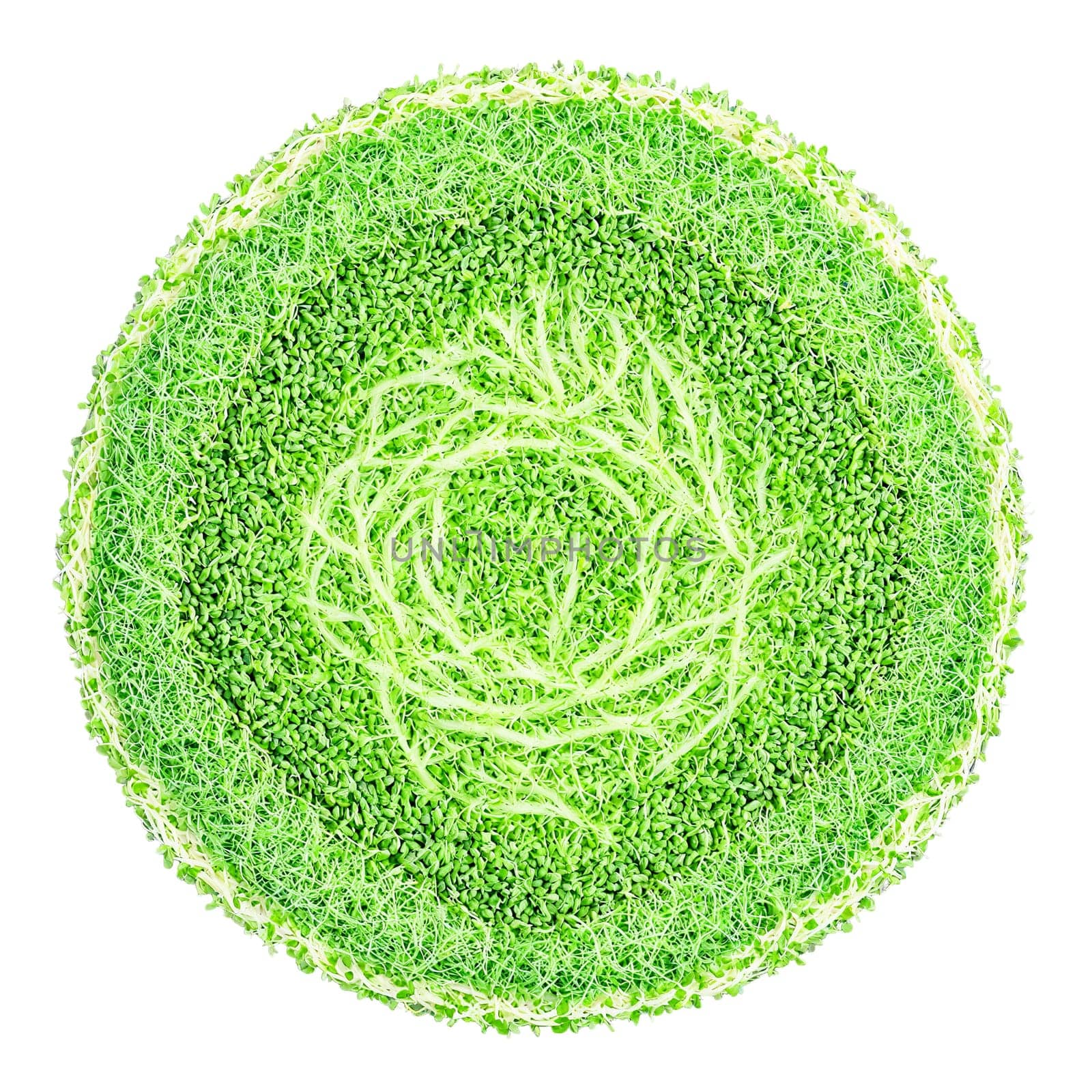 Alfalfa Sprout Mandala delicate green alfalfa sprouts arranged in a symmetrical circular pattern stems elegantly. Food isolated on transparent background.