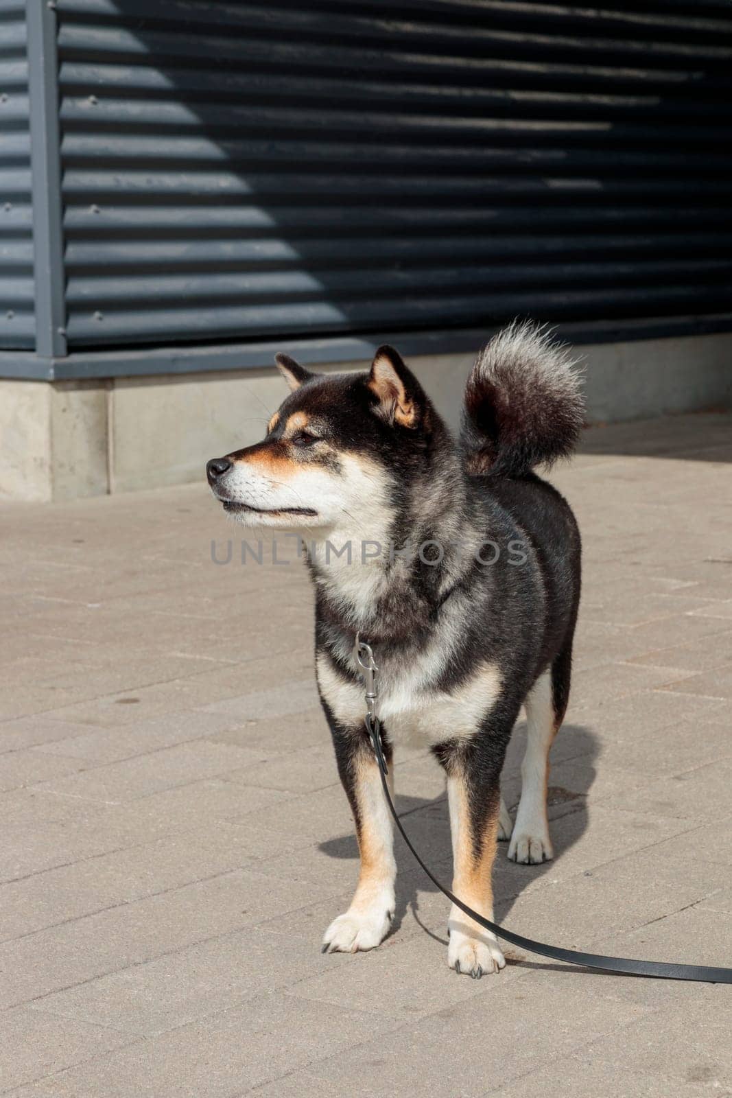The dog is tied at the entrance to the store, black and tan Japanese Shiba Inu breed dog waits for its owner in the parking lot in Finland, banner with copy space