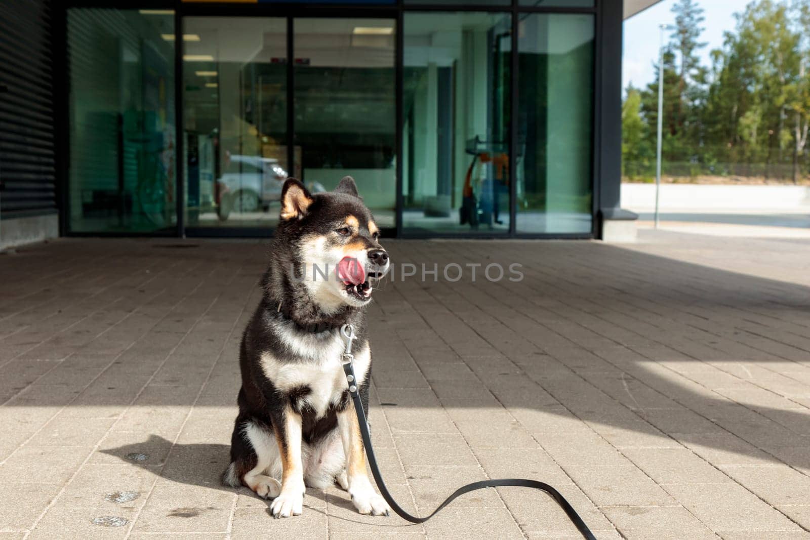 Smiling dog waits for its owner in the parking lot near the entrance to the store, black and tan Japanese Shiba Inu breed dog in Finland, banner with copy space